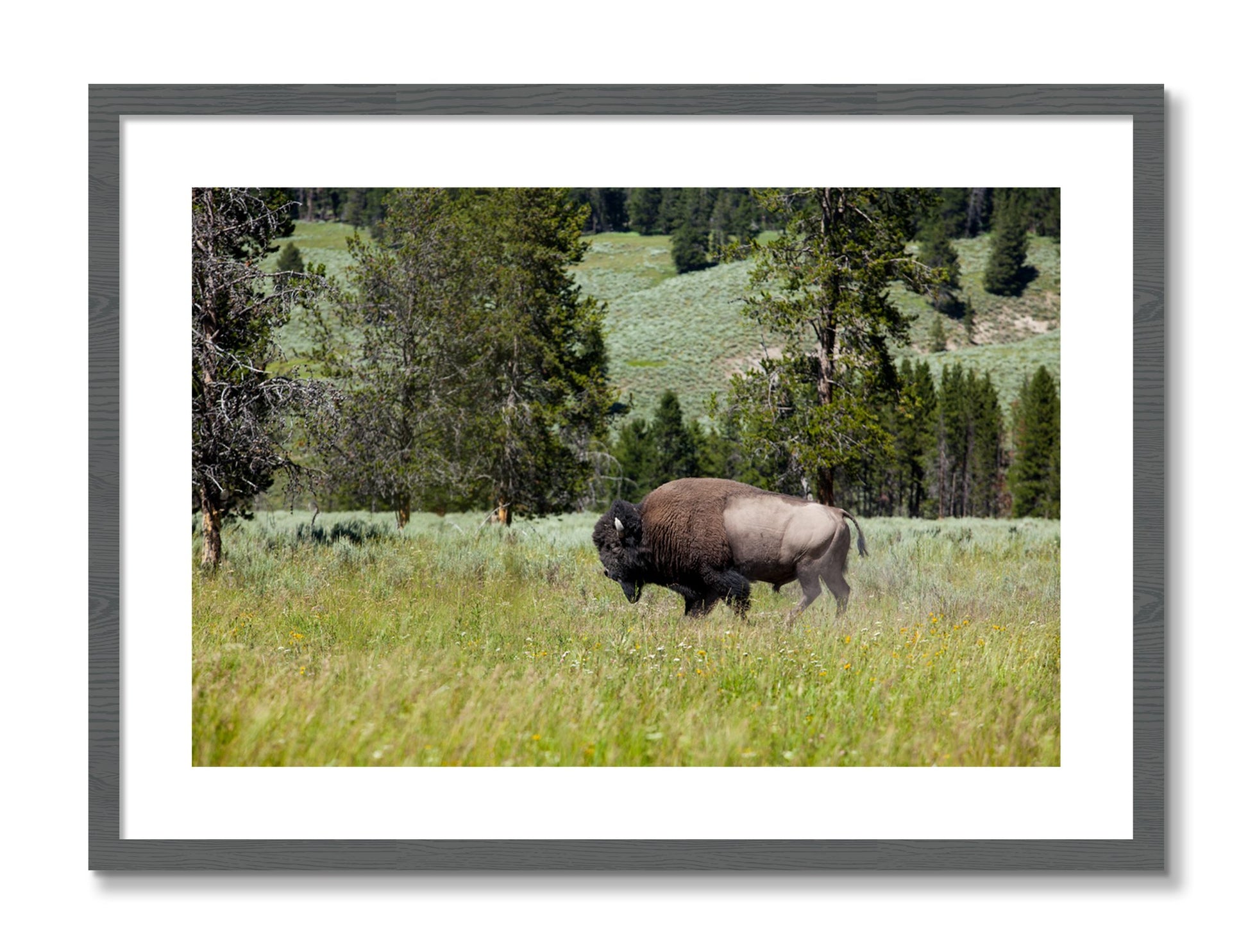 Framed photograph of Buffalo by Dylan Ozanich, Grey frame, Borders
