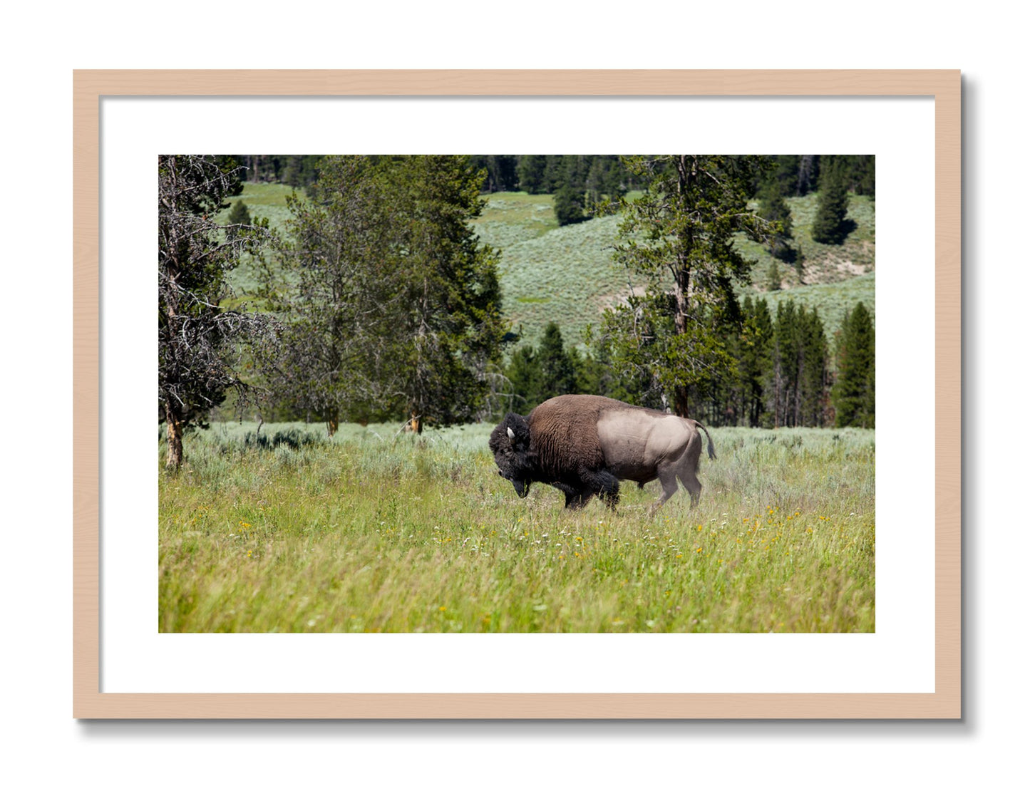 Framed photograph of Buffalo by Dylan Ozanich, Maple frame, Borders