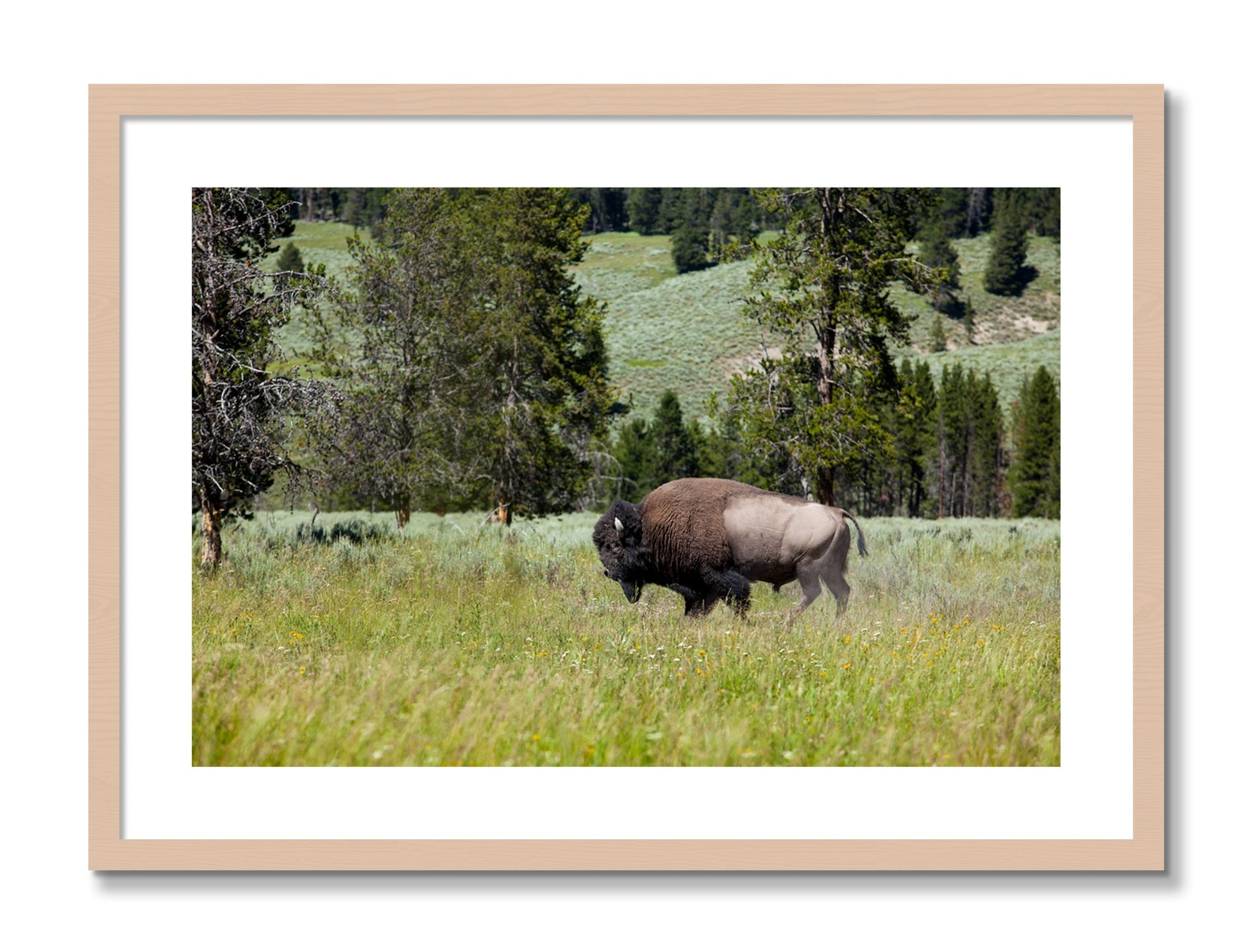 Framed photograph of Buffalo by Dylan Ozanich, Maple frame, Borders