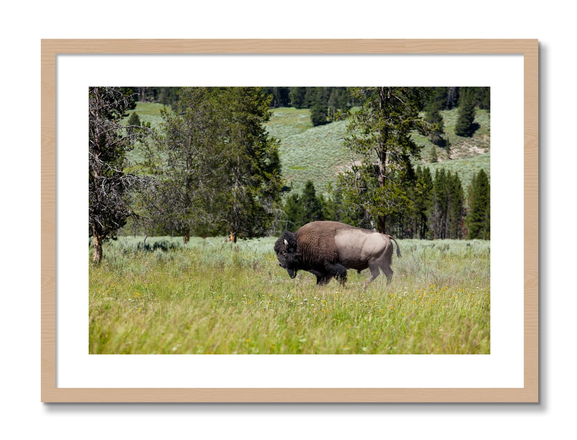 Framed photograph of Buffalo by Dylan Ozanich, Oak frame, Borders