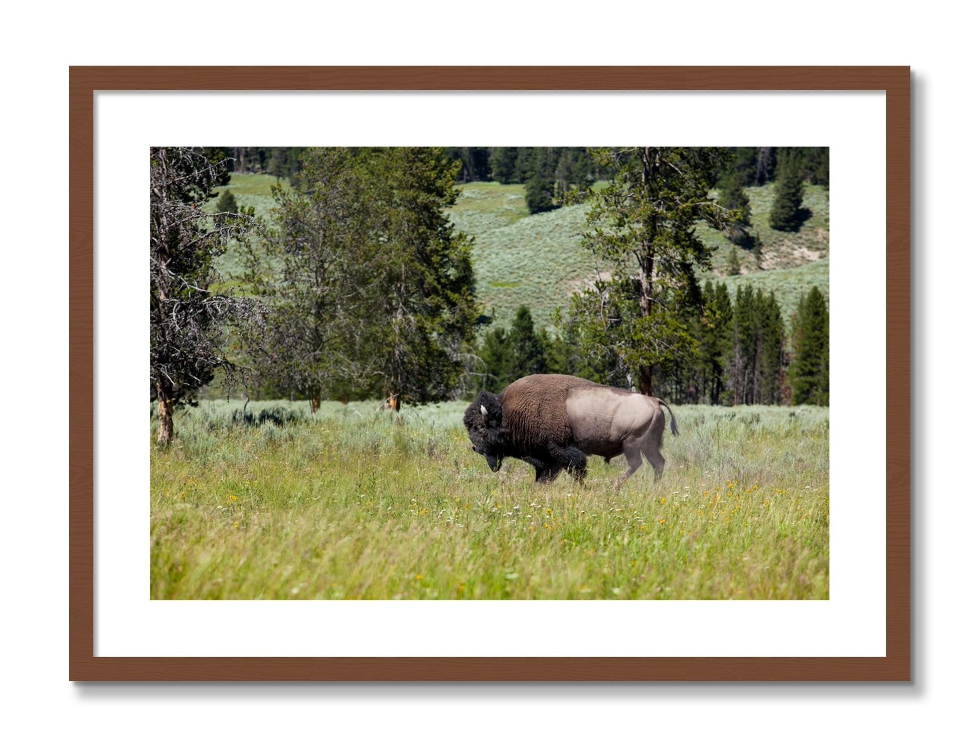 Framed photograph of Buffalo by Dylan Ozanich, Walnut frame, Borders
