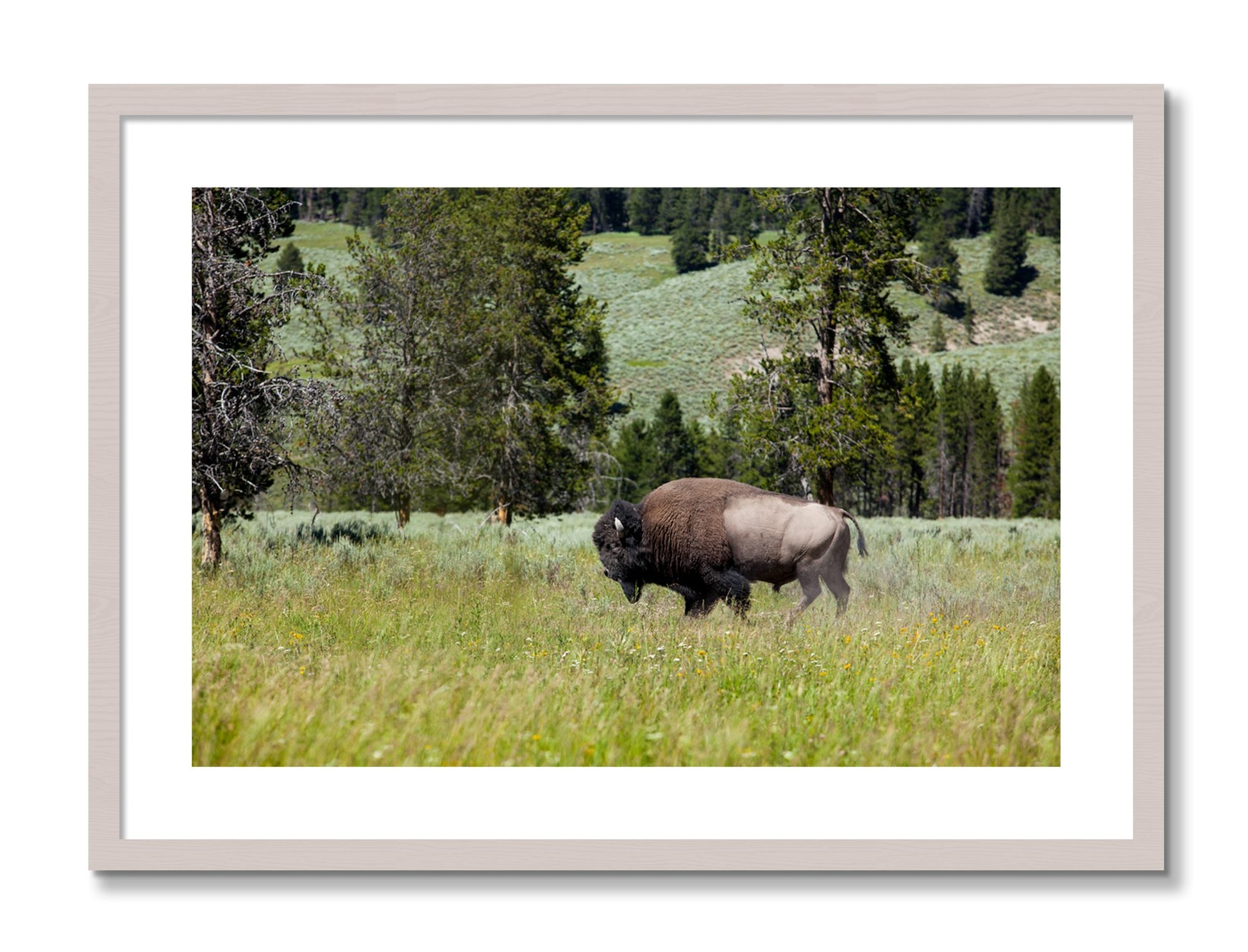 Framed photograph of Buffalo by Dylan Ozanich, White Maple frame, Borders