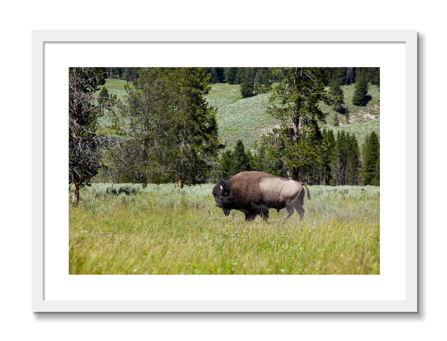 Framed photograph of Buffalo by Dylan Ozanich, White frame, Borders