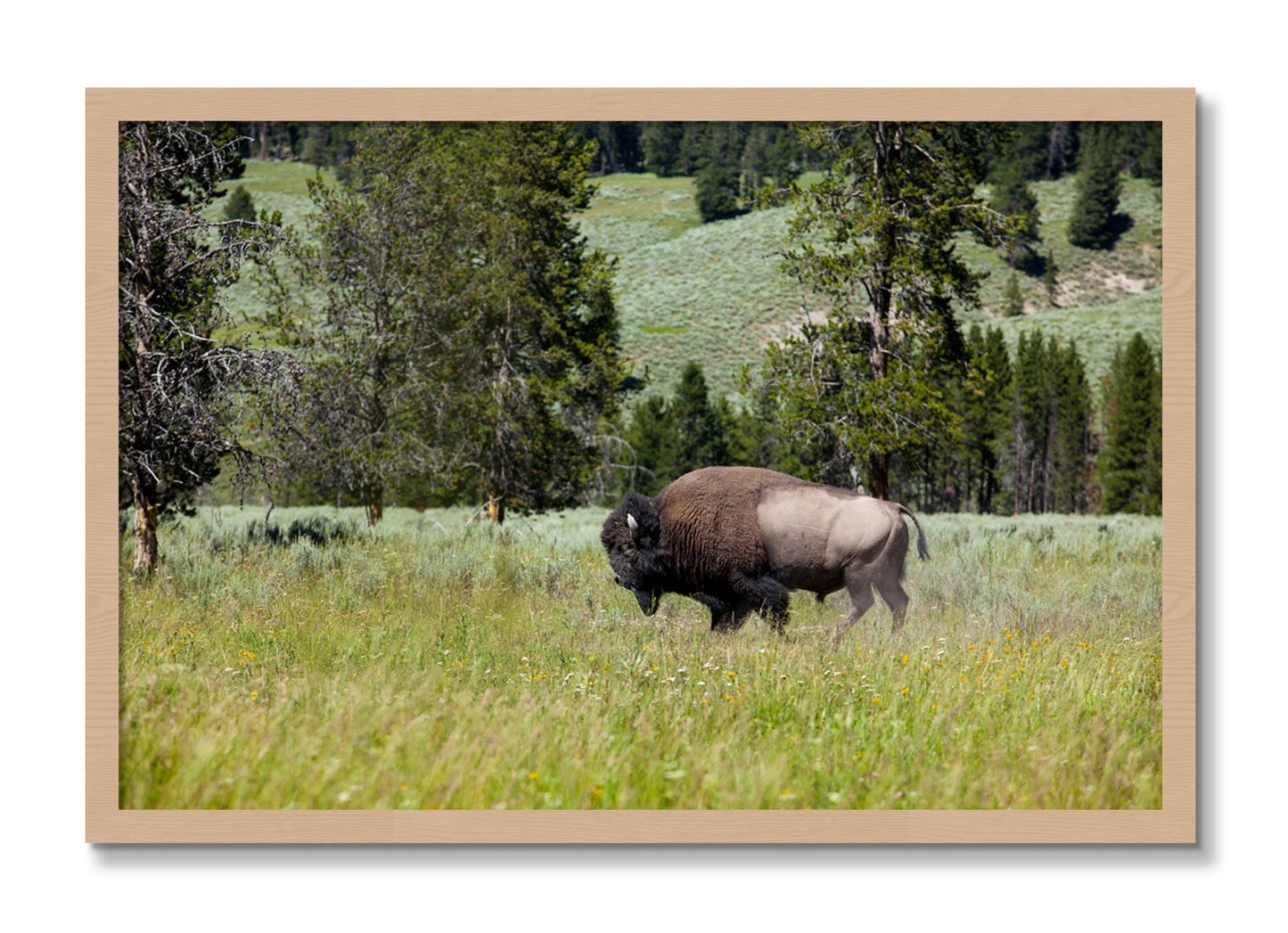 Framed photograph of Buffalo by Dylan Ozanich, Oak frame, Full Bleed