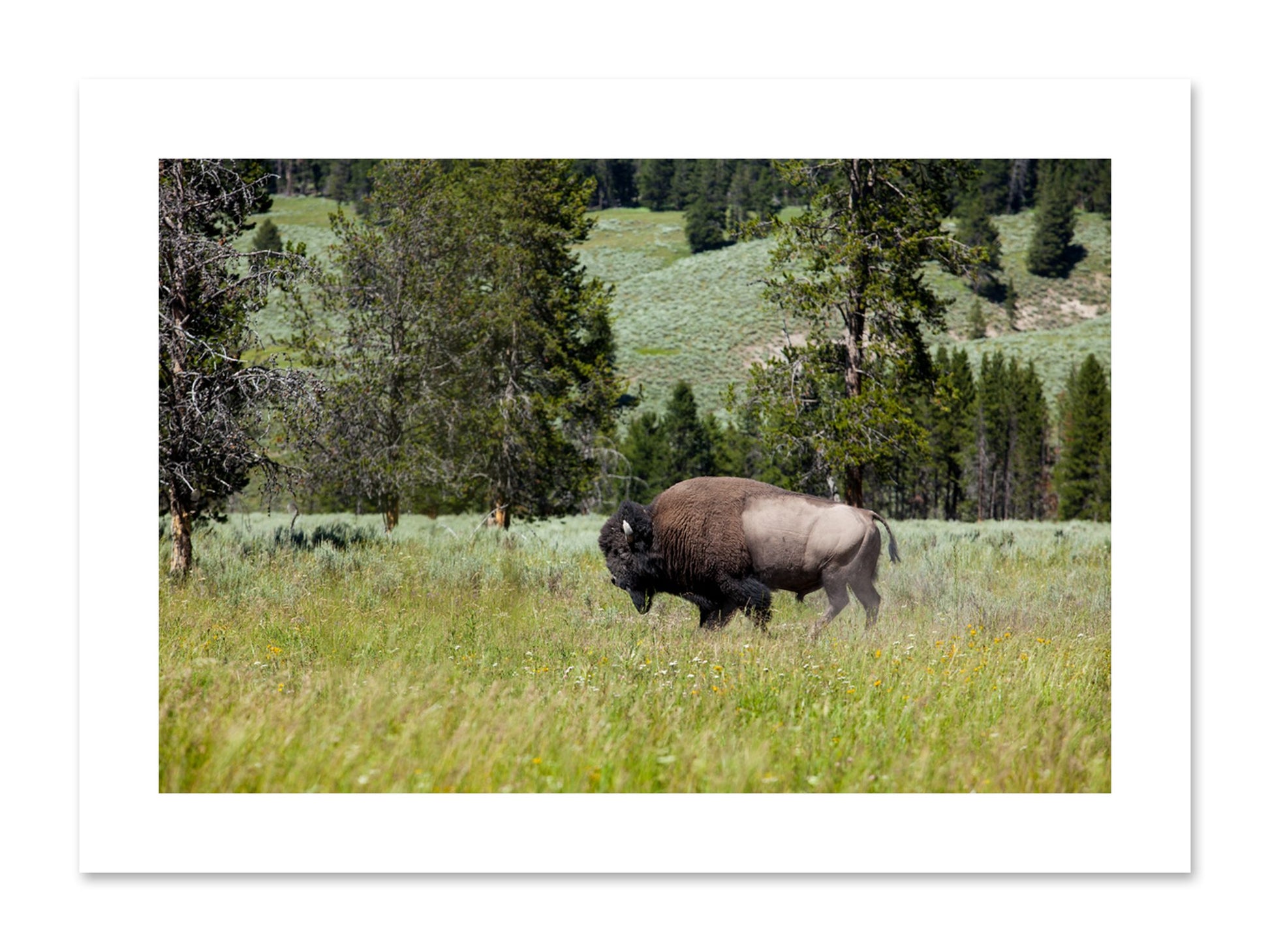 Fine art print of Buffalo by Dylan Ozanich, unframed