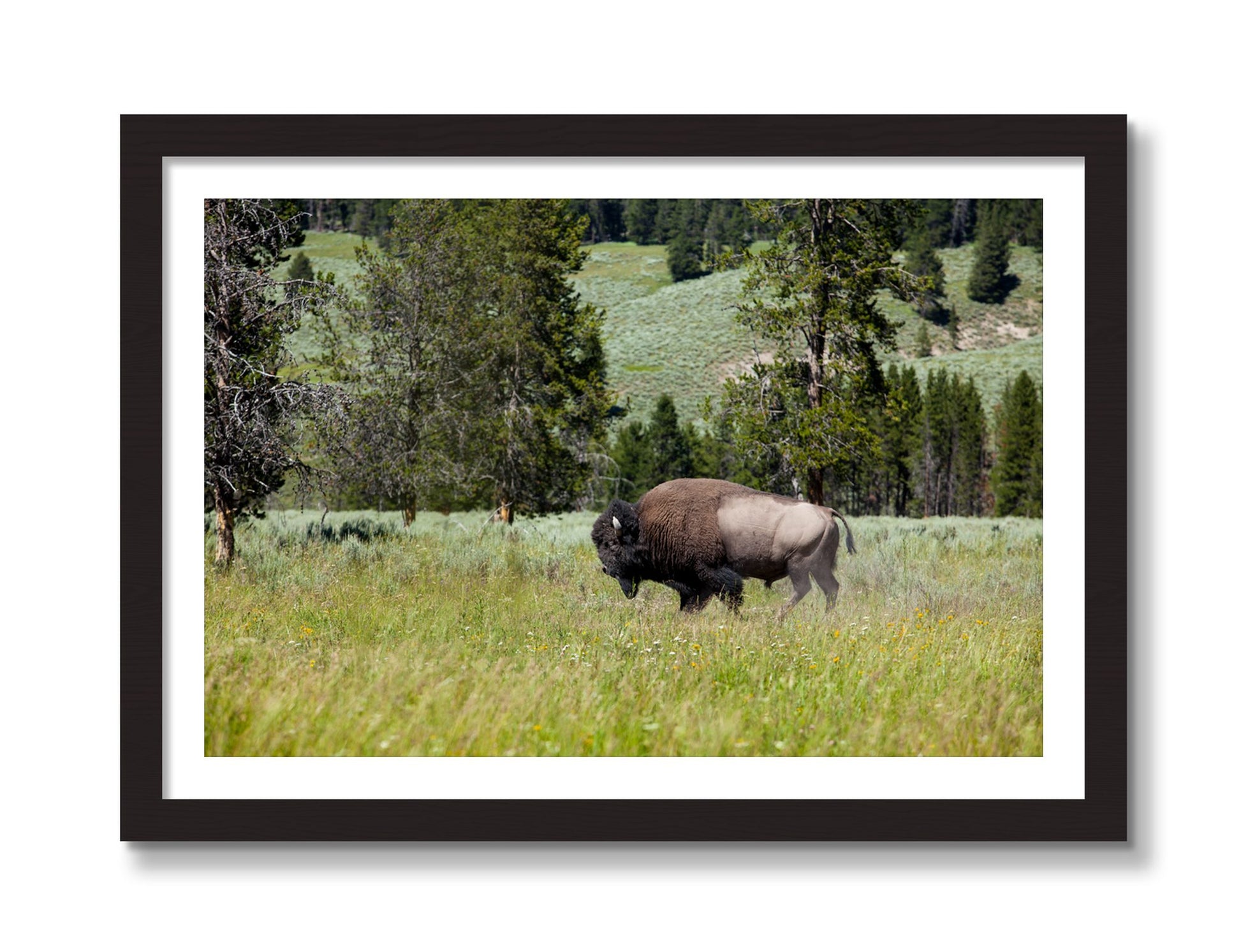 Framed photograph of Buffalo by Dylan Ozanich, Black Walnut frame, Borders