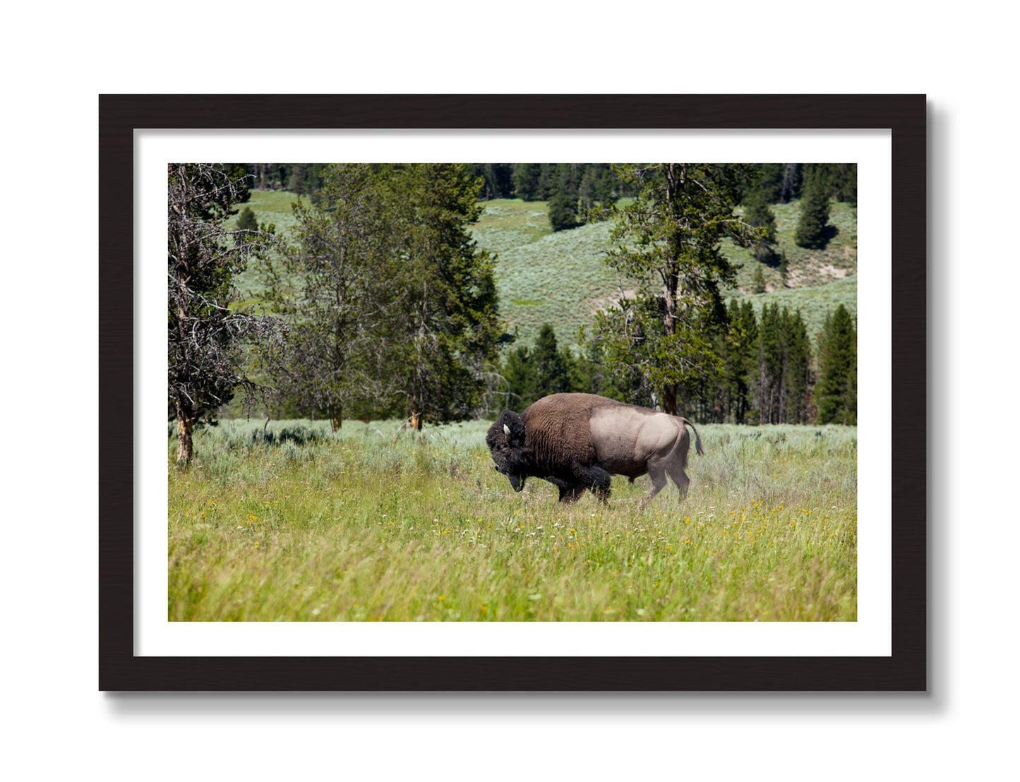 Framed photograph of Buffalo by Dylan Ozanich, Black frame, Borders