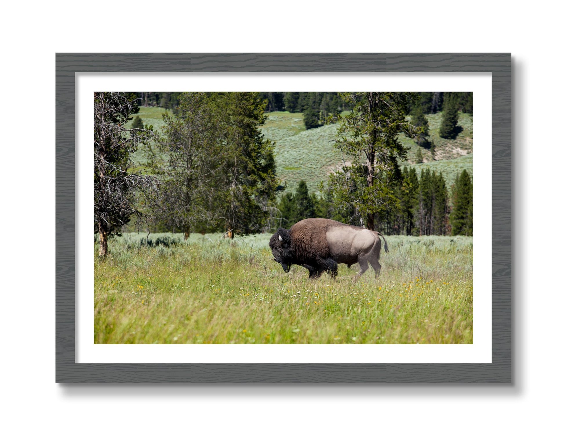 Framed photograph of Buffalo by Dylan Ozanich, Grey frame, Borders