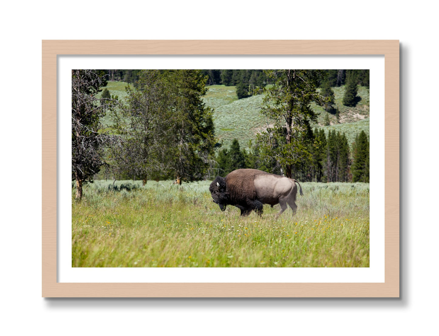 Framed photograph of Buffalo by Dylan Ozanich, Maple frame, Borders