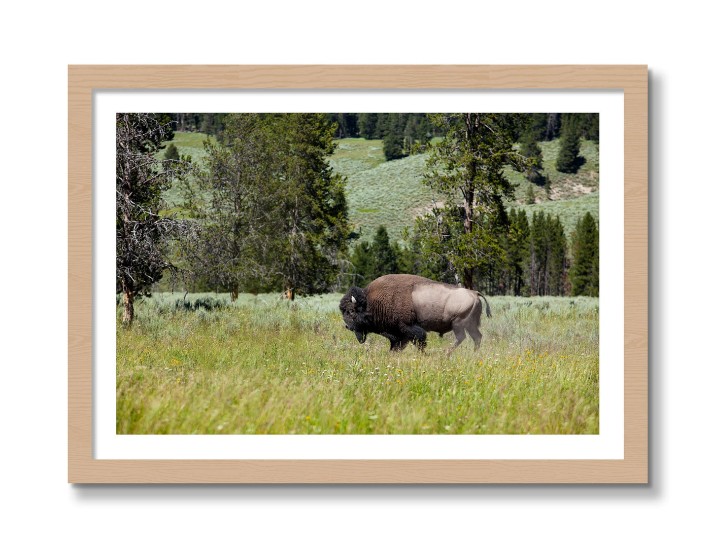 Framed photograph of Buffalo by Dylan Ozanich, Oak frame, Borders