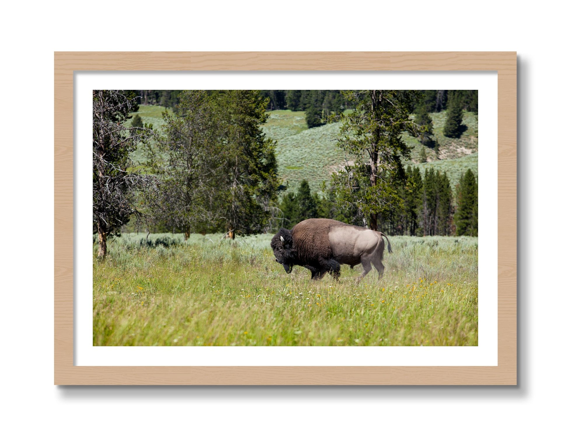 Framed photograph of Buffalo by Dylan Ozanich, Oak frame, Borders