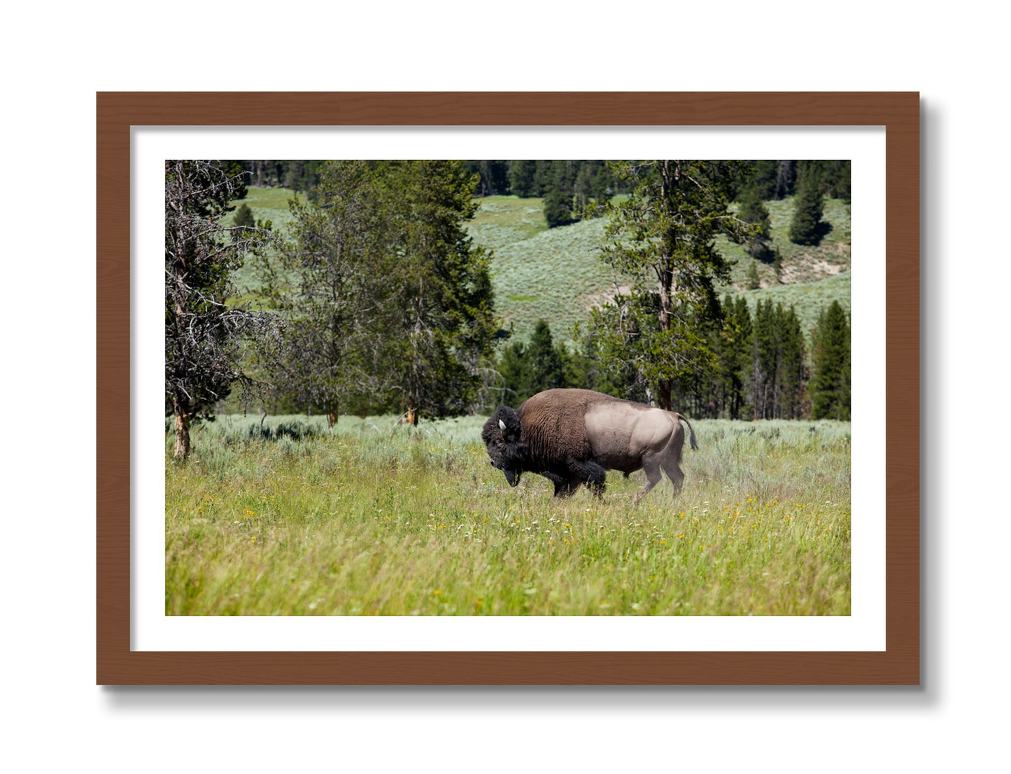 Framed photograph of Buffalo by Dylan Ozanich, Walnut frame, Borders