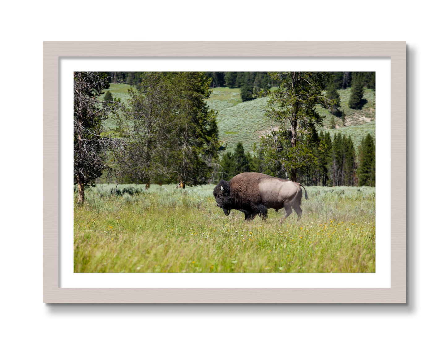 Framed photograph of Buffalo by Dylan Ozanich, White Maple frame, Borders