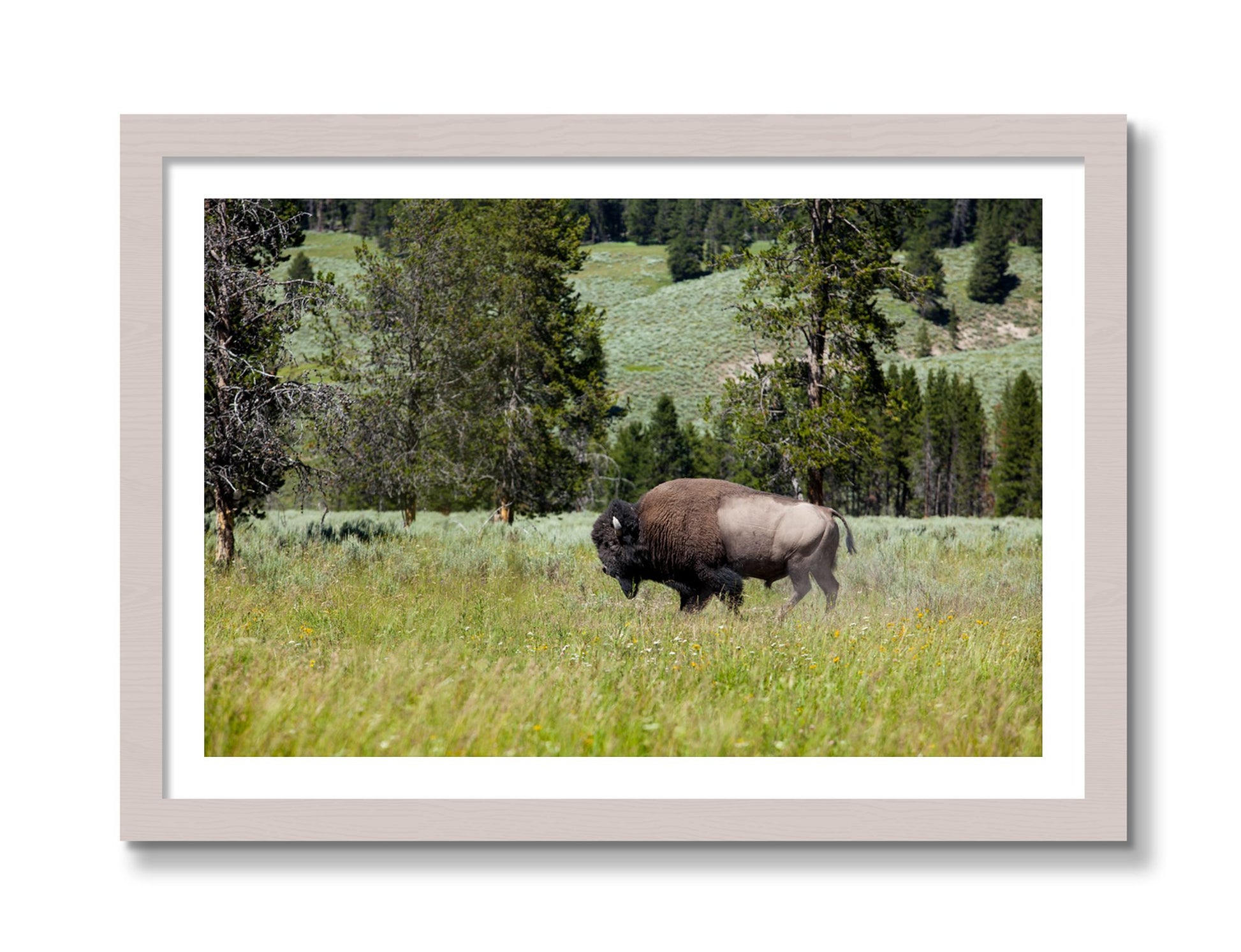 Framed photograph of Buffalo by Dylan Ozanich, White Maple frame, Borders