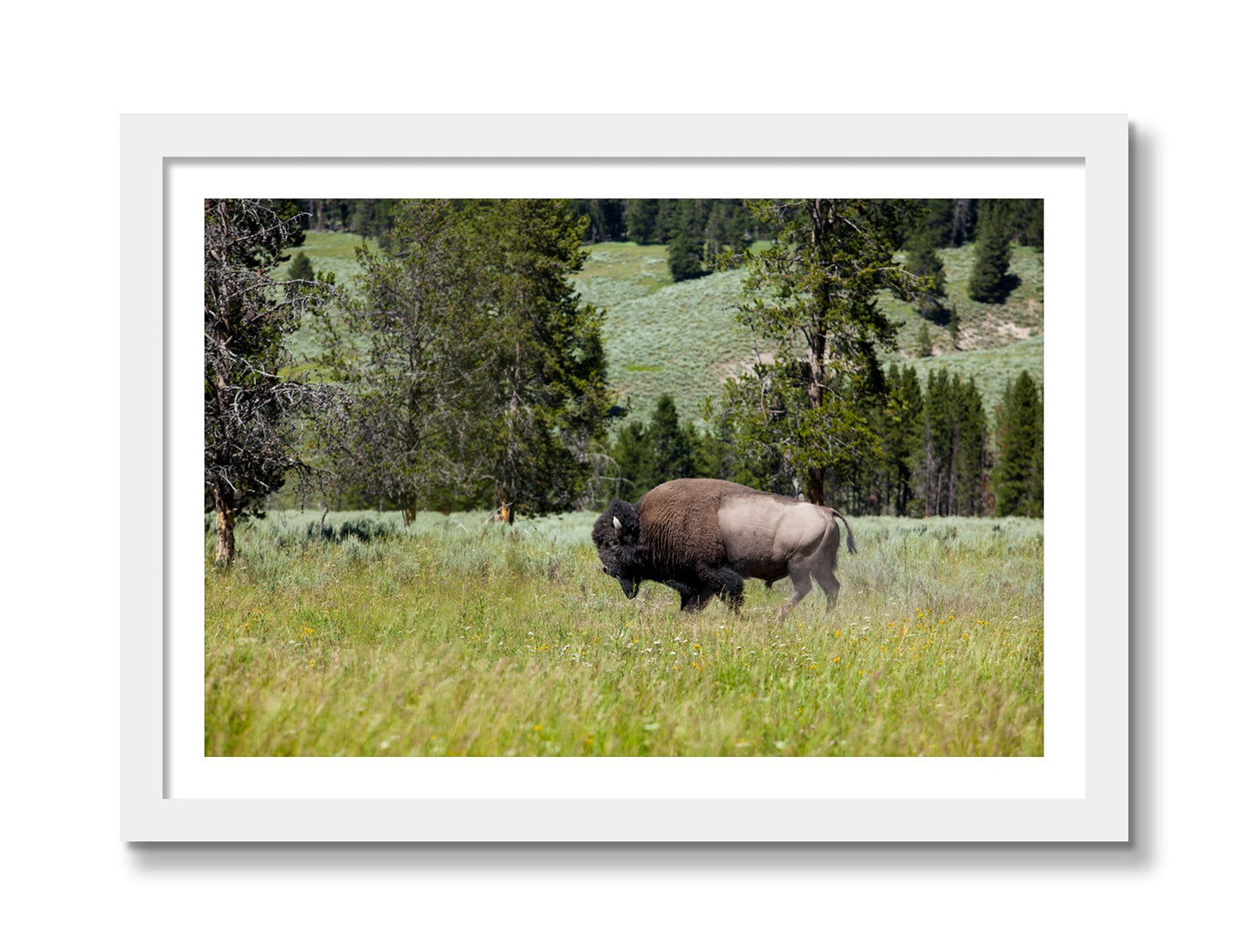 Framed photograph of Buffalo by Dylan Ozanich, White frame, Borders