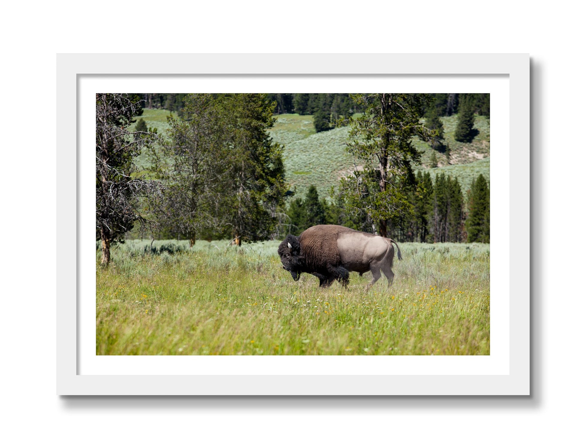 Framed photograph of Buffalo by Dylan Ozanich, White frame, Borders