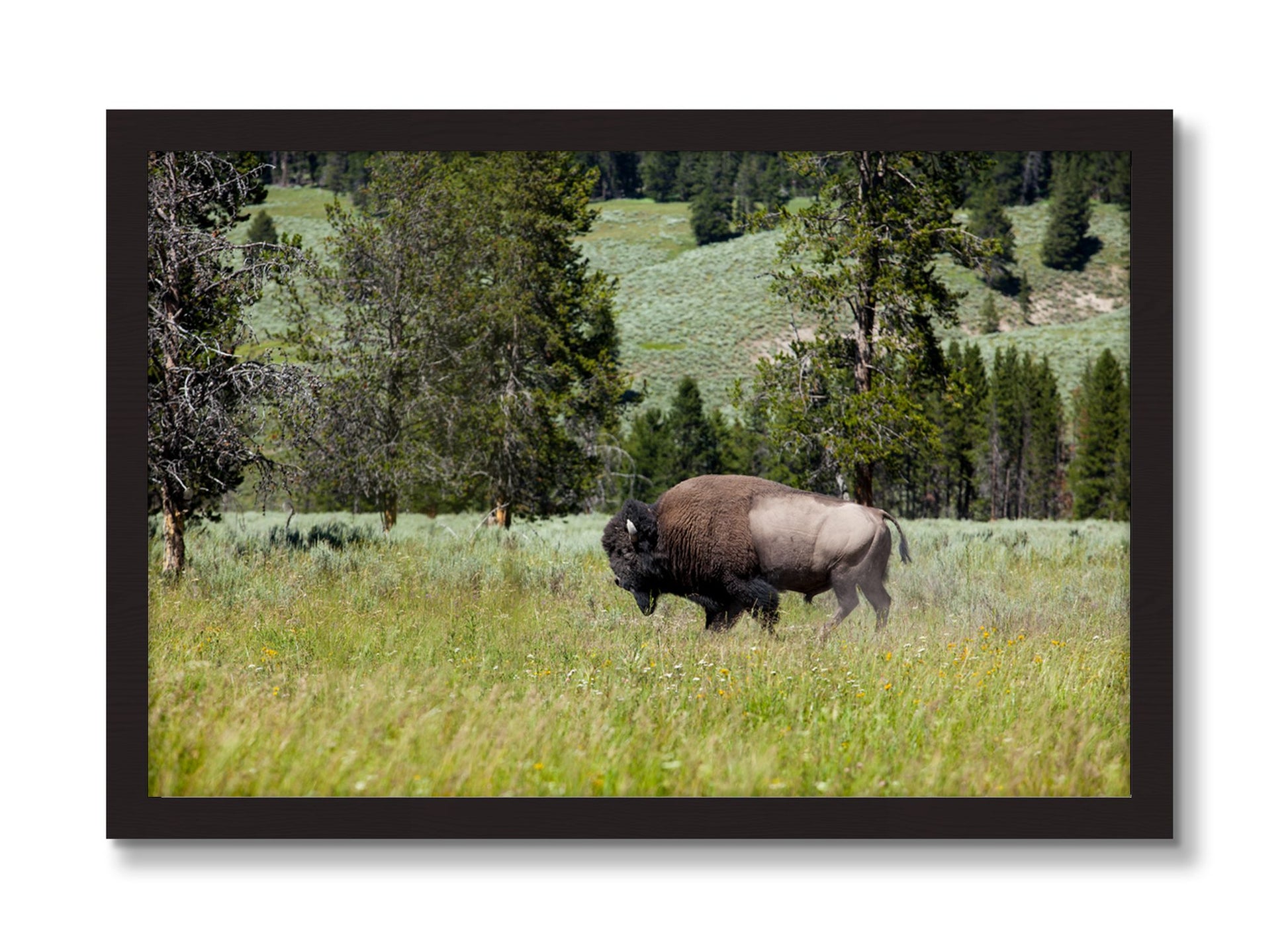Framed photograph of Buffalo by Dylan Ozanich, Black Walnut frame, Full Bleed