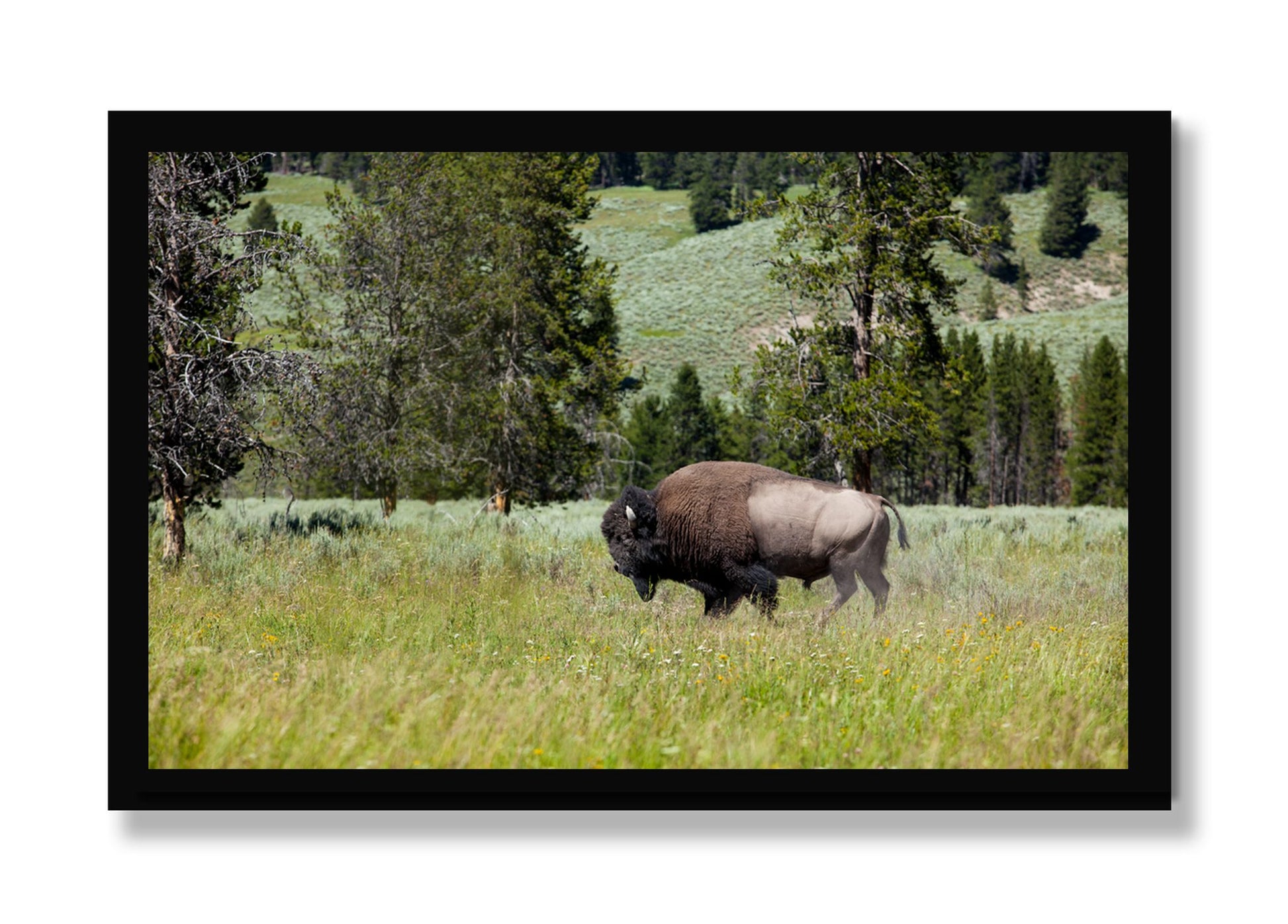 Framed photograph of Buffalo by Dylan Ozanich, Black frame, Full Bleed