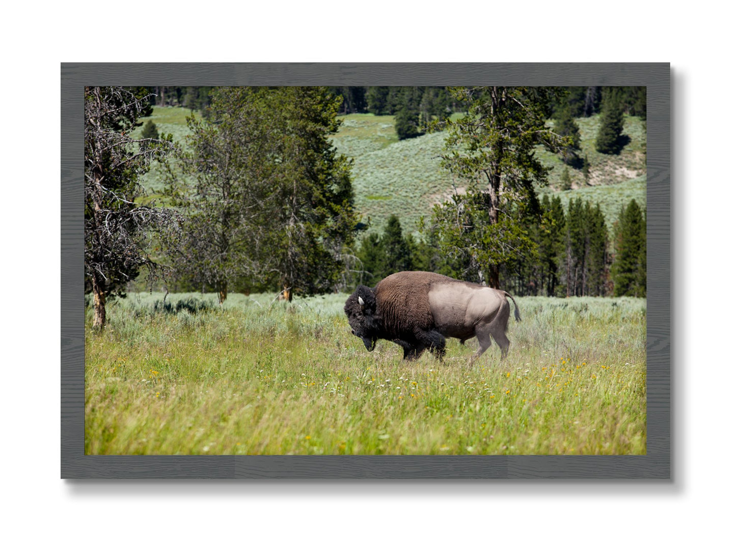 Framed photograph of Buffalo by Dylan Ozanich, Grey frame, Full Bleed
