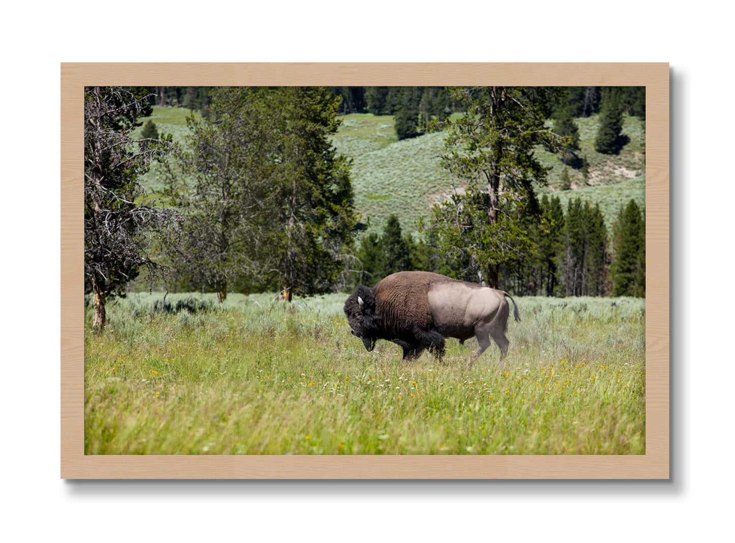 Framed photograph of Buffalo by Dylan Ozanich, Oak frame, Full Bleed
