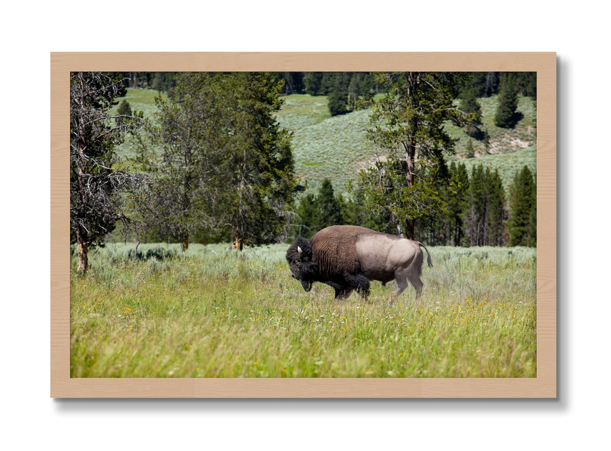 Framed photograph of Buffalo by Dylan Ozanich, Oak frame, Full Bleed