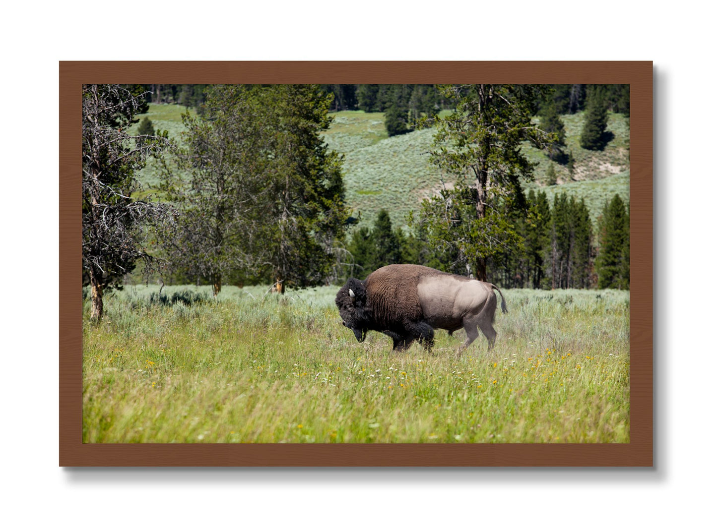 Framed photograph of Buffalo by Dylan Ozanich, Walnut frame, Full Bleed