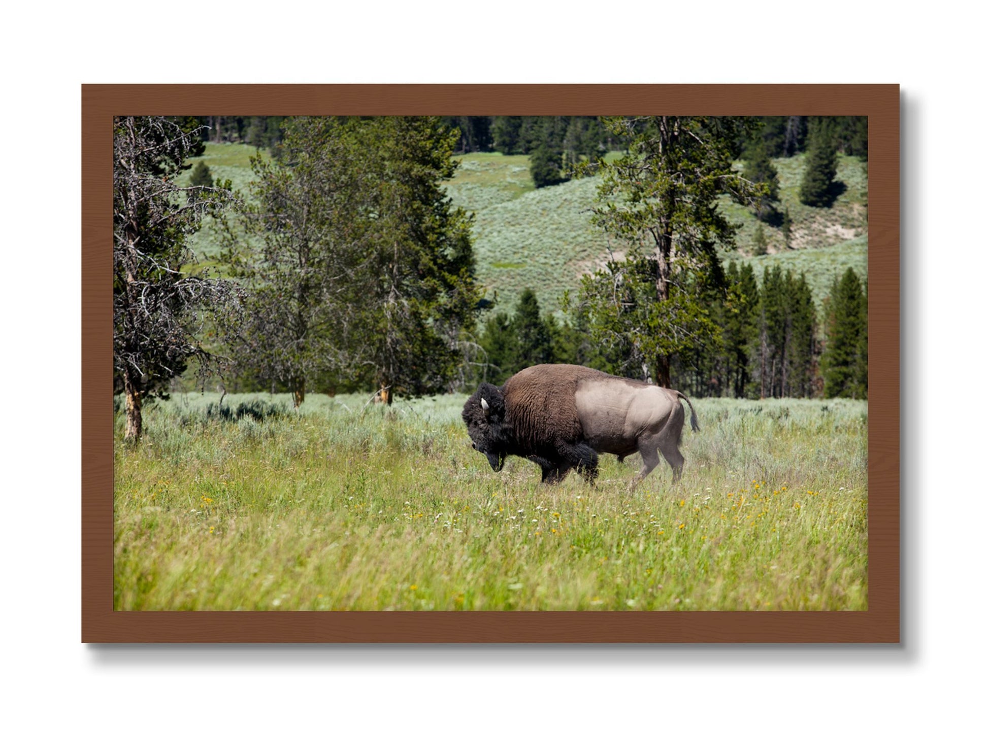 Framed photograph of Buffalo by Dylan Ozanich, Walnut frame, Full Bleed