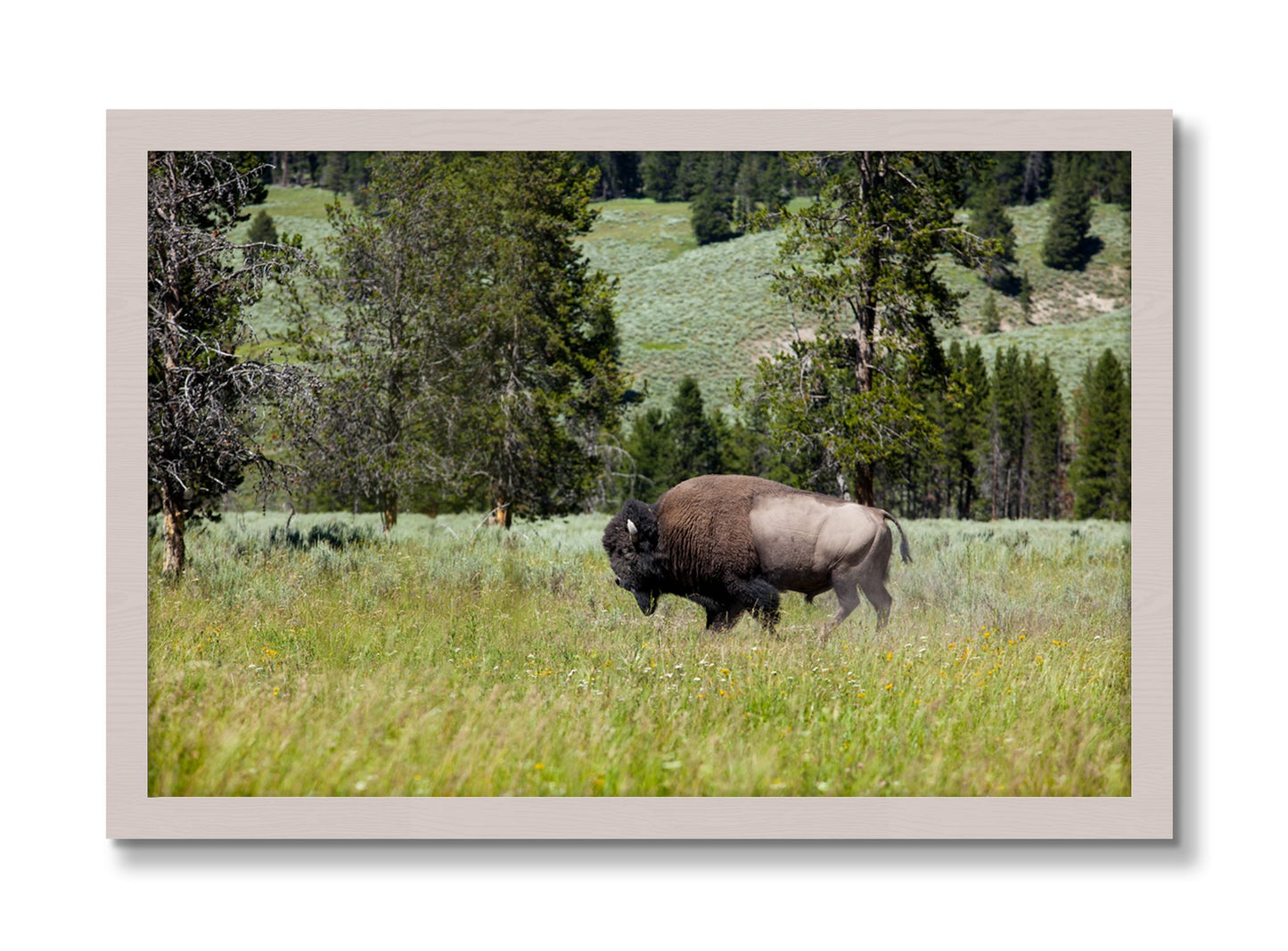 Framed photograph of Buffalo by Dylan Ozanich, White Maple frame, Full Bleed