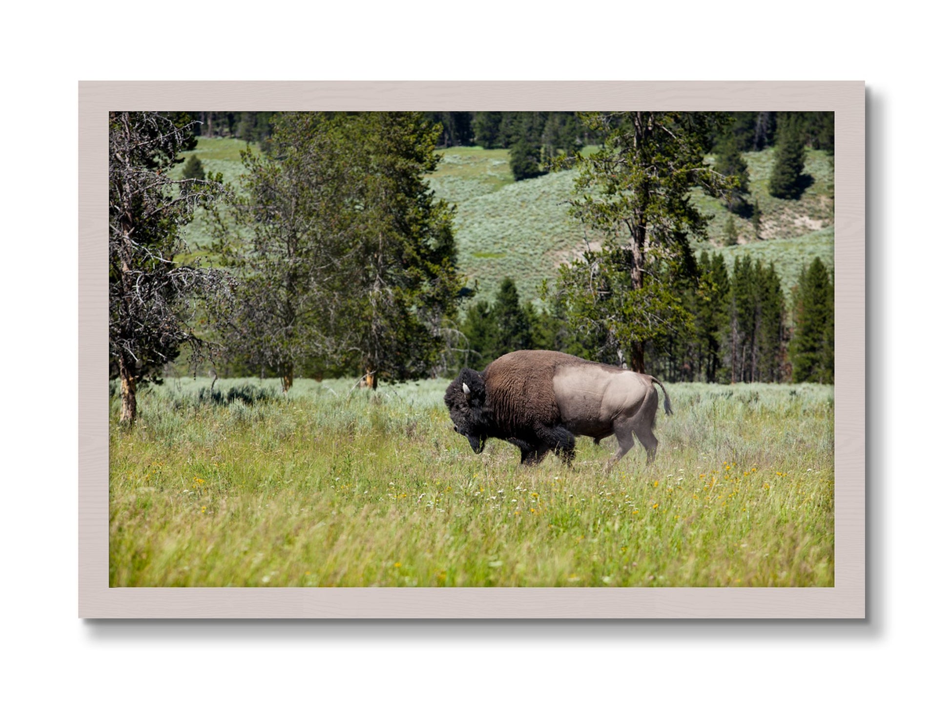 Framed photograph of Buffalo by Dylan Ozanich, White Maple frame, Full Bleed