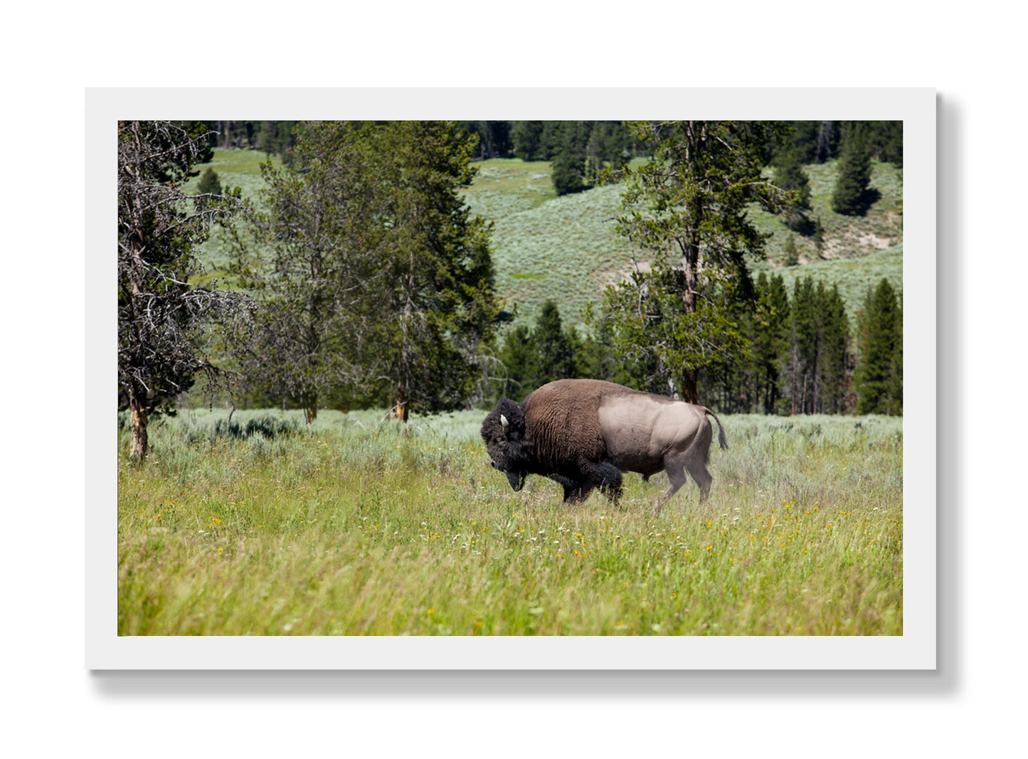 Framed photograph of Buffalo by Dylan Ozanich, White frame, Full Bleed