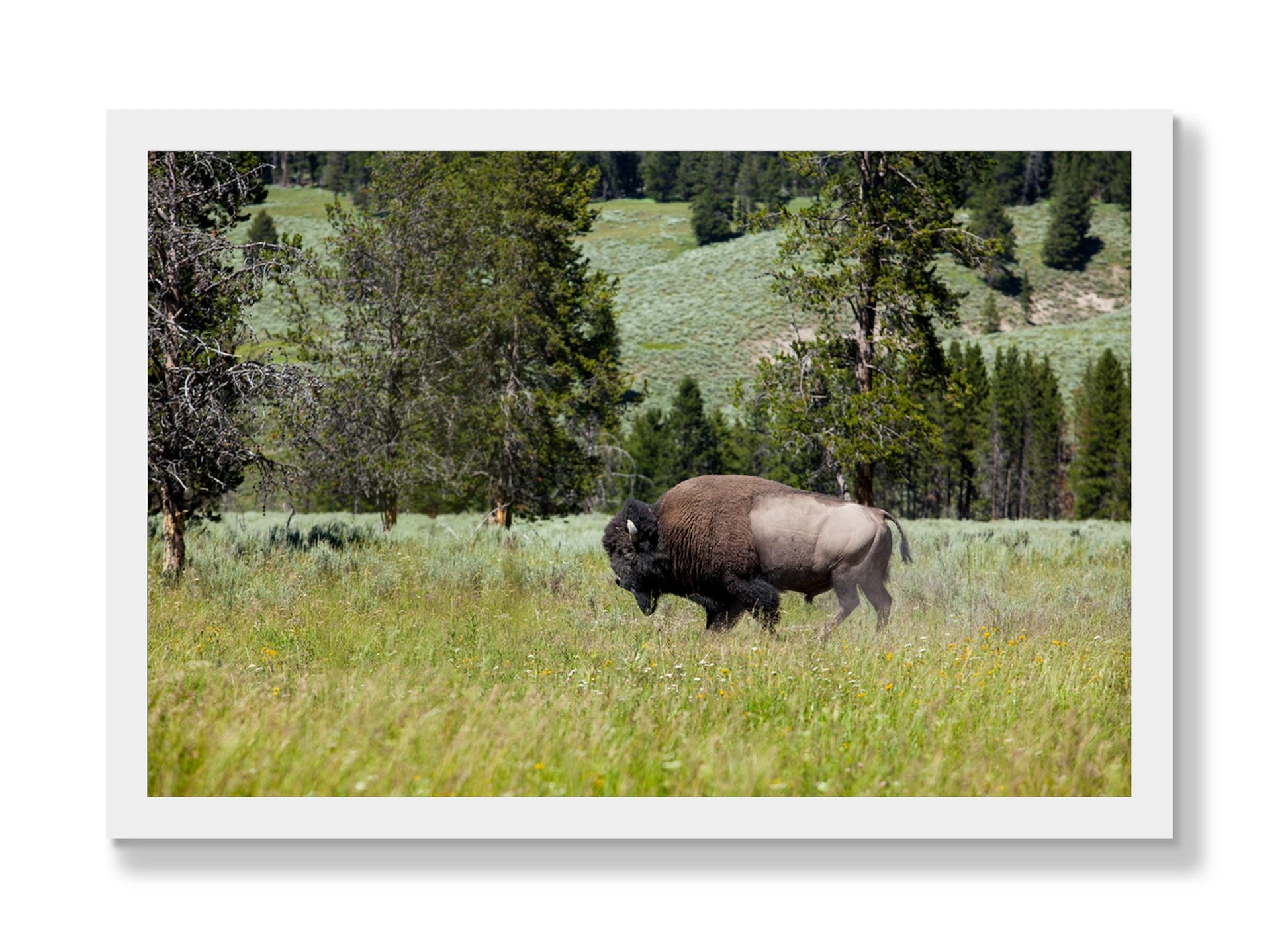 Framed photograph of Buffalo by Dylan Ozanich, White frame, Full Bleed