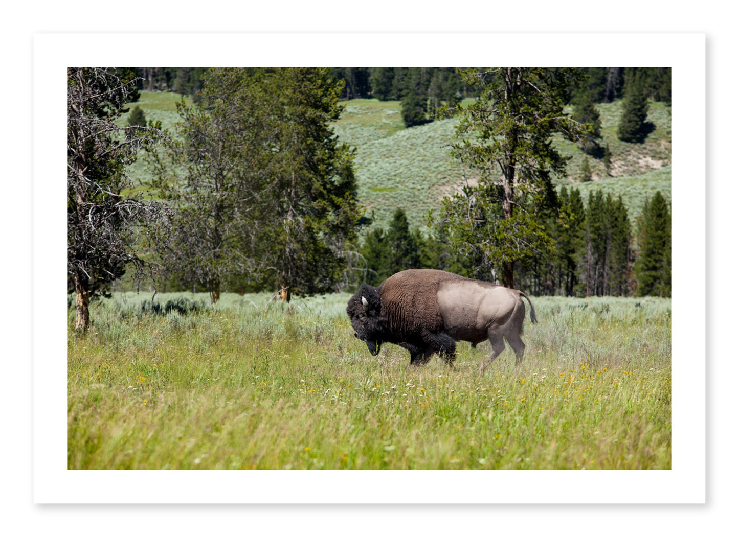 Fine art print of Buffalo by Dylan Ozanich, unframed