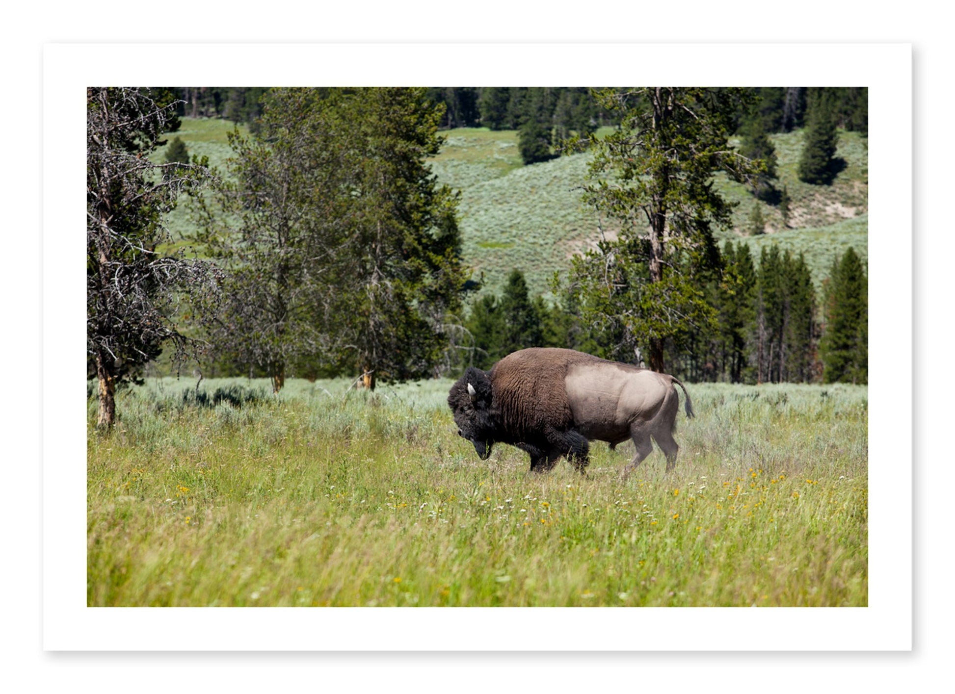 Fine art print of Buffalo by Dylan Ozanich, unframed