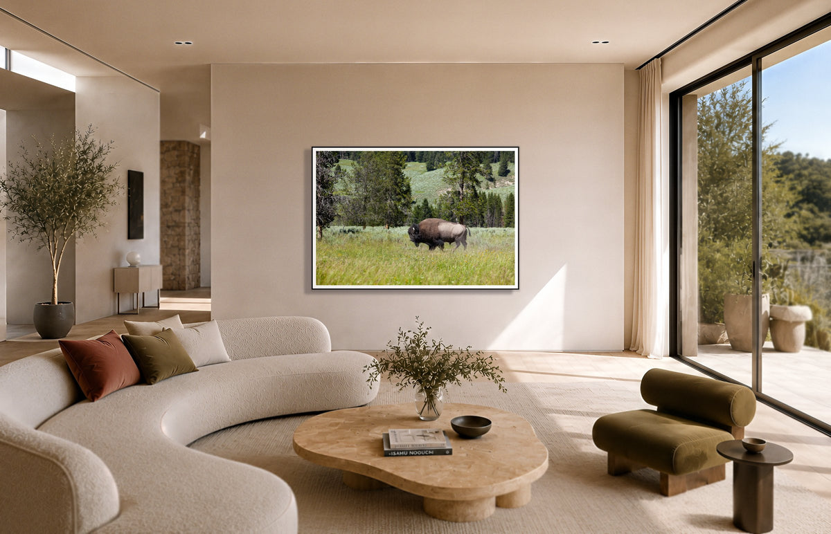Buffalo in a room