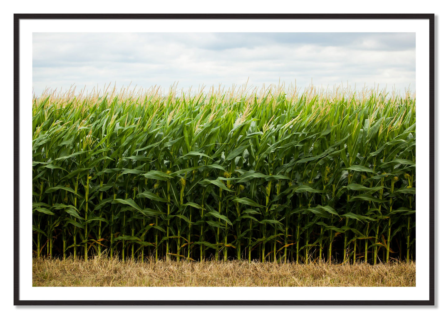 Corn Crop by Dylan Ozanich, 40×60 print with a White Border in a Black Walnut frame