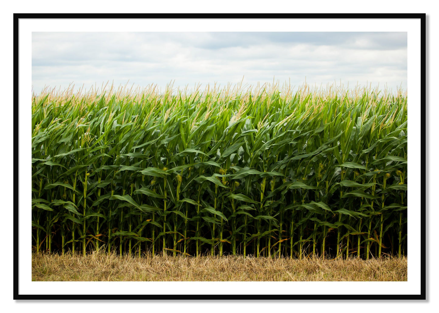 Corn Crop by Dylan Ozanich, 40×60 print with a White Border in a Black frame