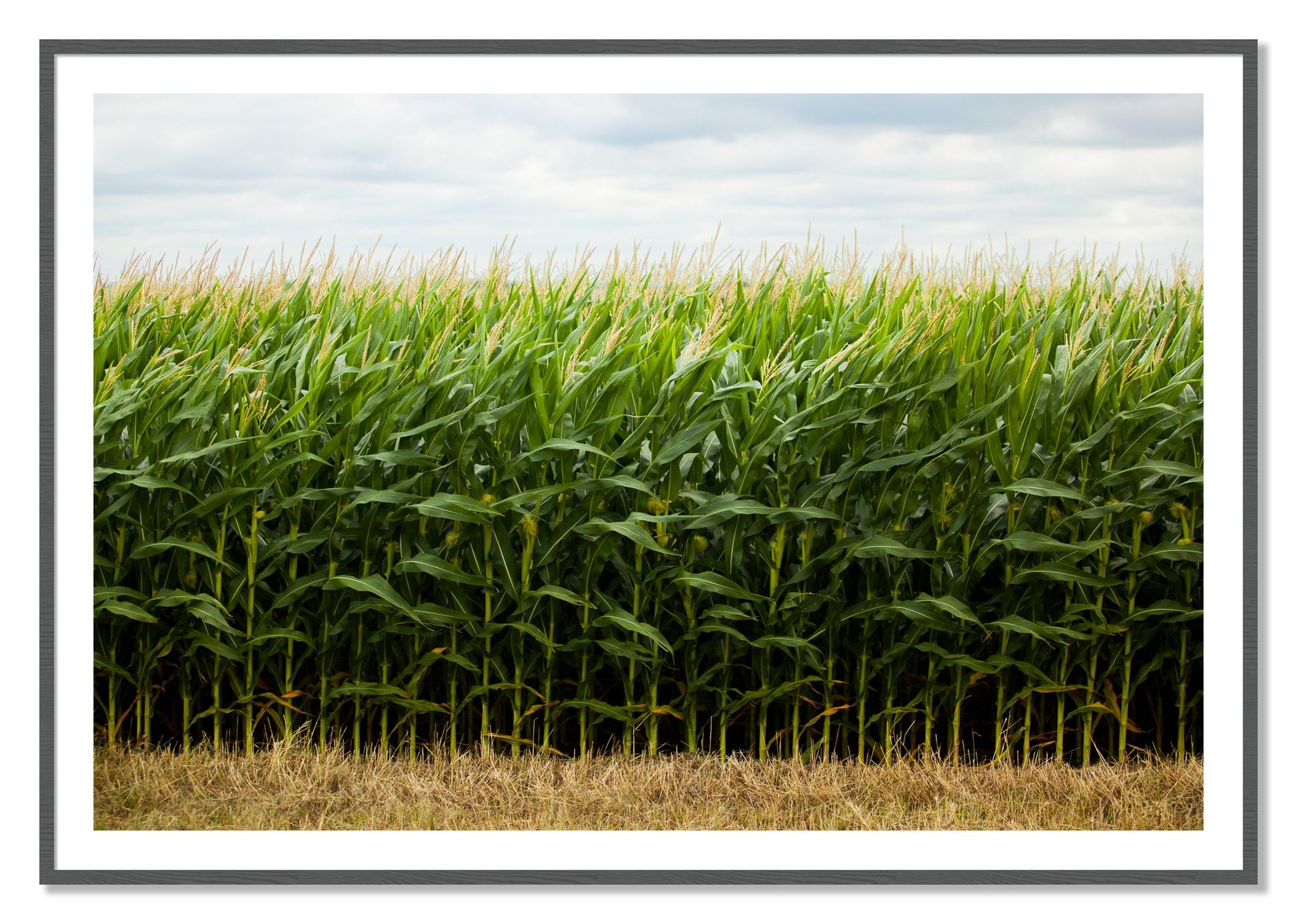 Corn Crop by Dylan Ozanich, 40×60 print with a White Border in a Grey frame