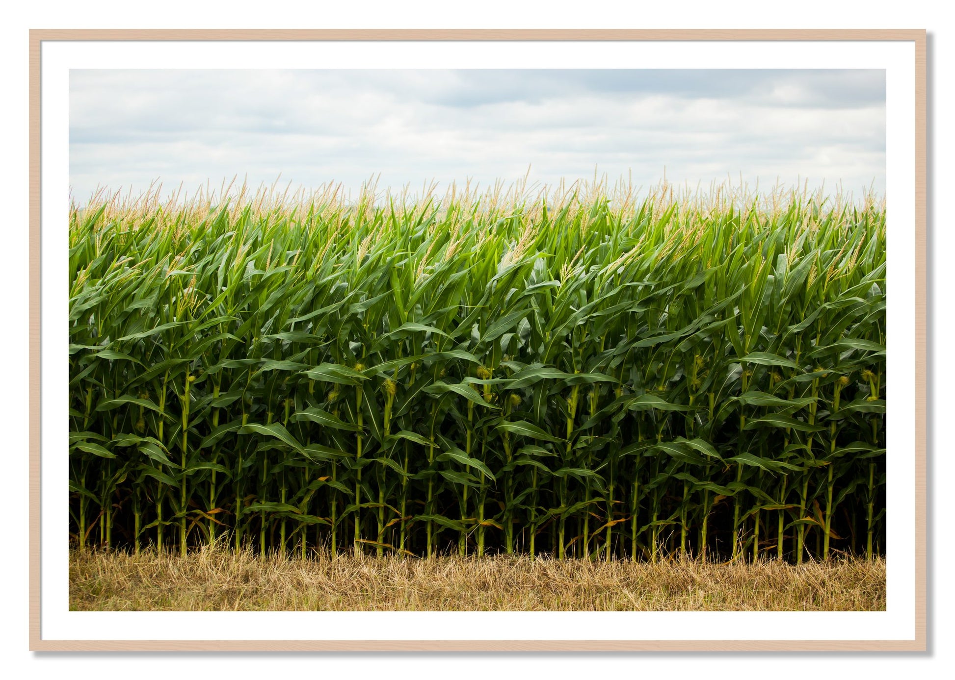 Corn Crop by Dylan Ozanich, 40×60 print with a White Border in a Maple frame