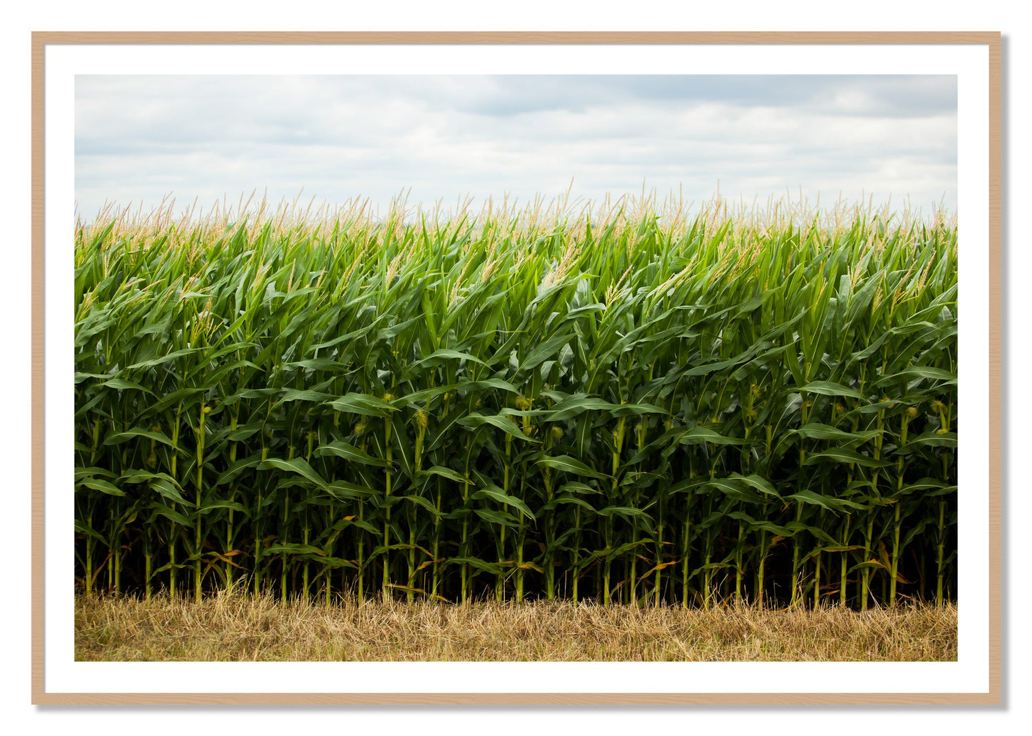 Corn Crop by Dylan Ozanich, 40×60 print with a White Border in an Oak frame