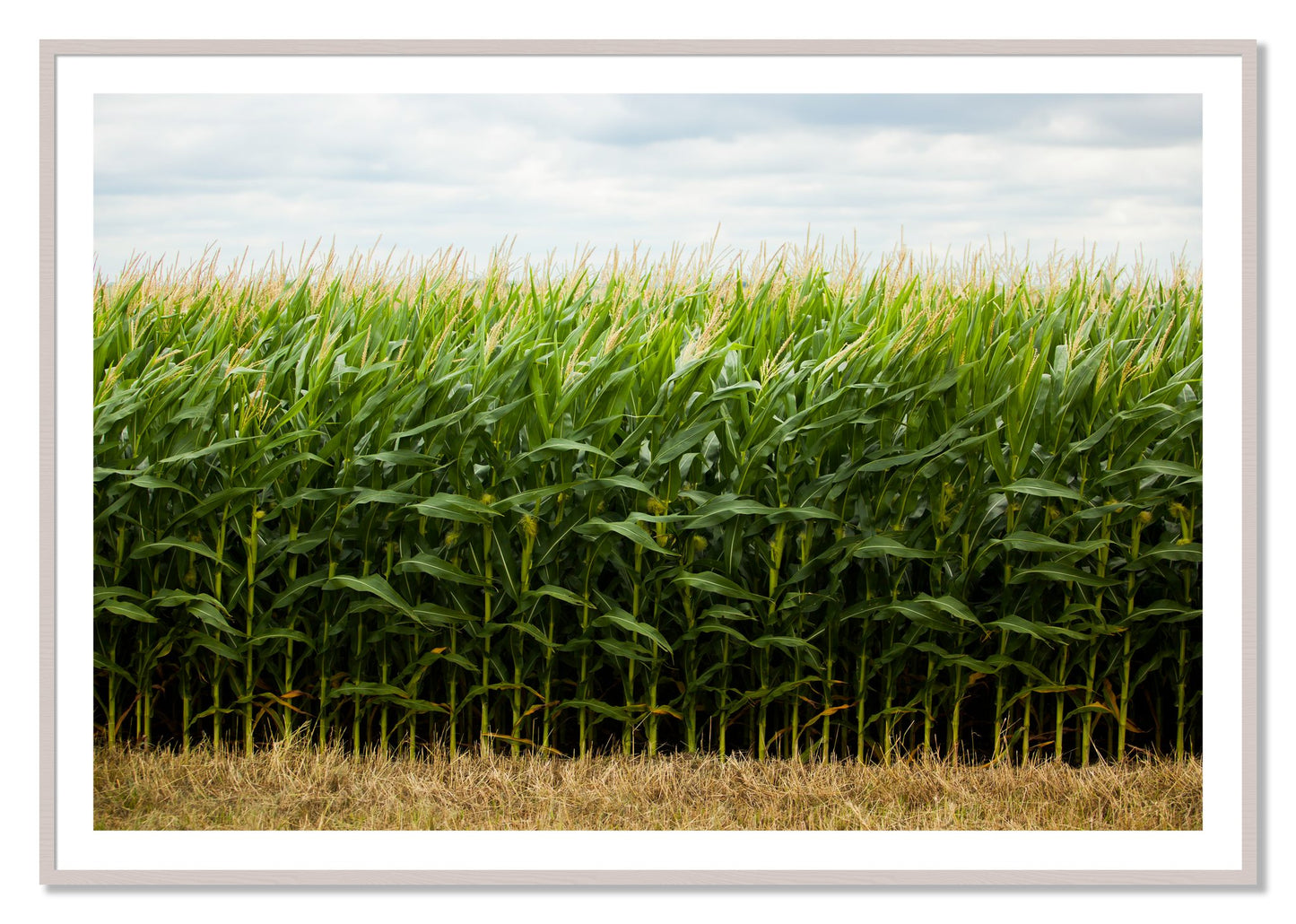 Corn Crop by Dylan Ozanich, 40×60 print with a White Border in a White Maple frame