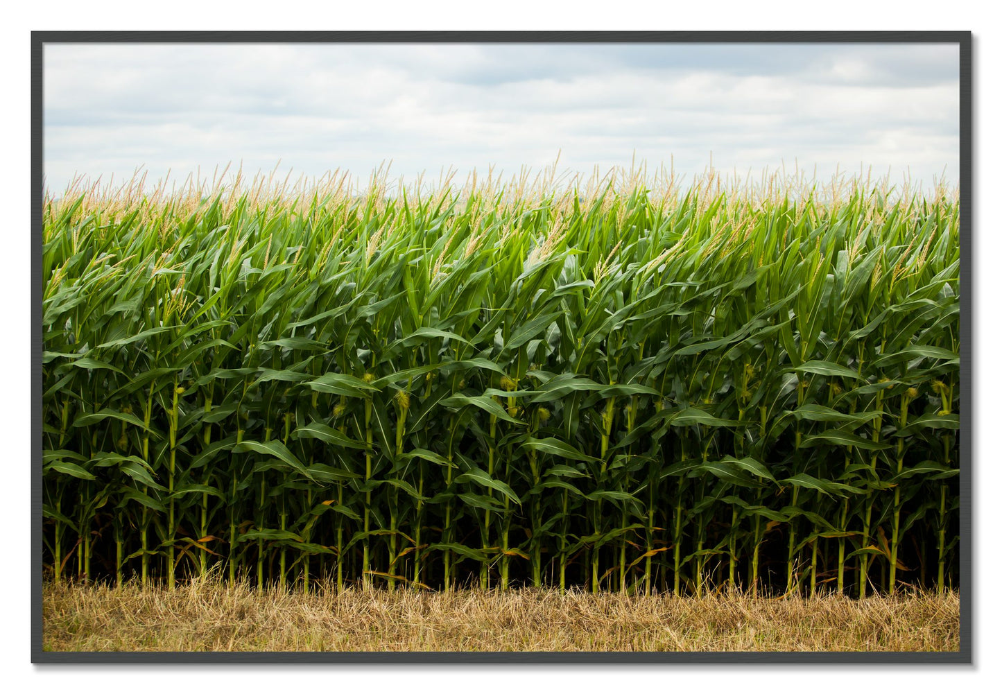 Corn Crop by Dylan Ozanich, 40×60 Full Bleed Print in a Grey frame