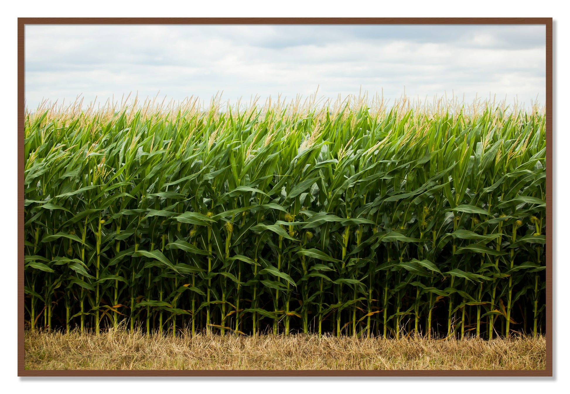 Corn Crop by Dylan Ozanich, 40×60 Full Bleed Print in a Walnut frame