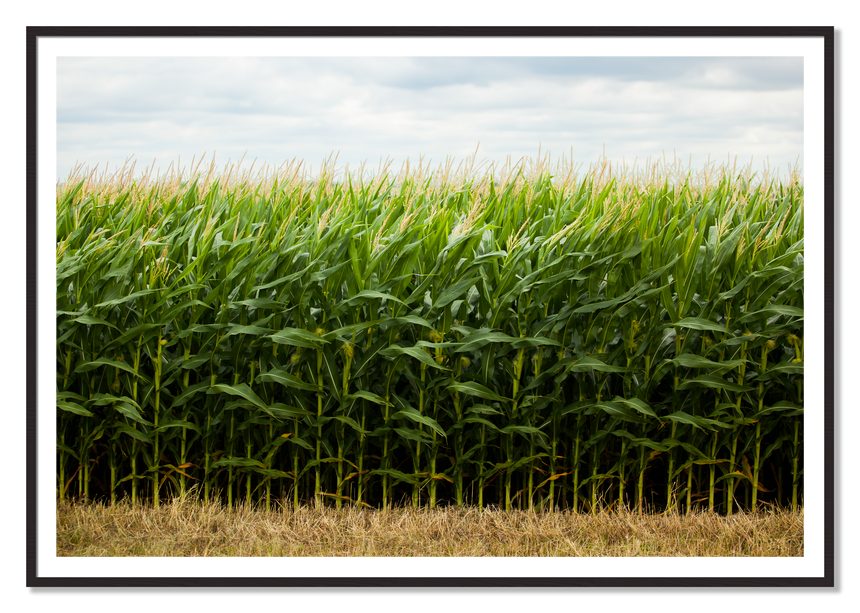 Corn Crop by Dylan Ozanich, 48×72 print with a White Border in a Black Walnut frame