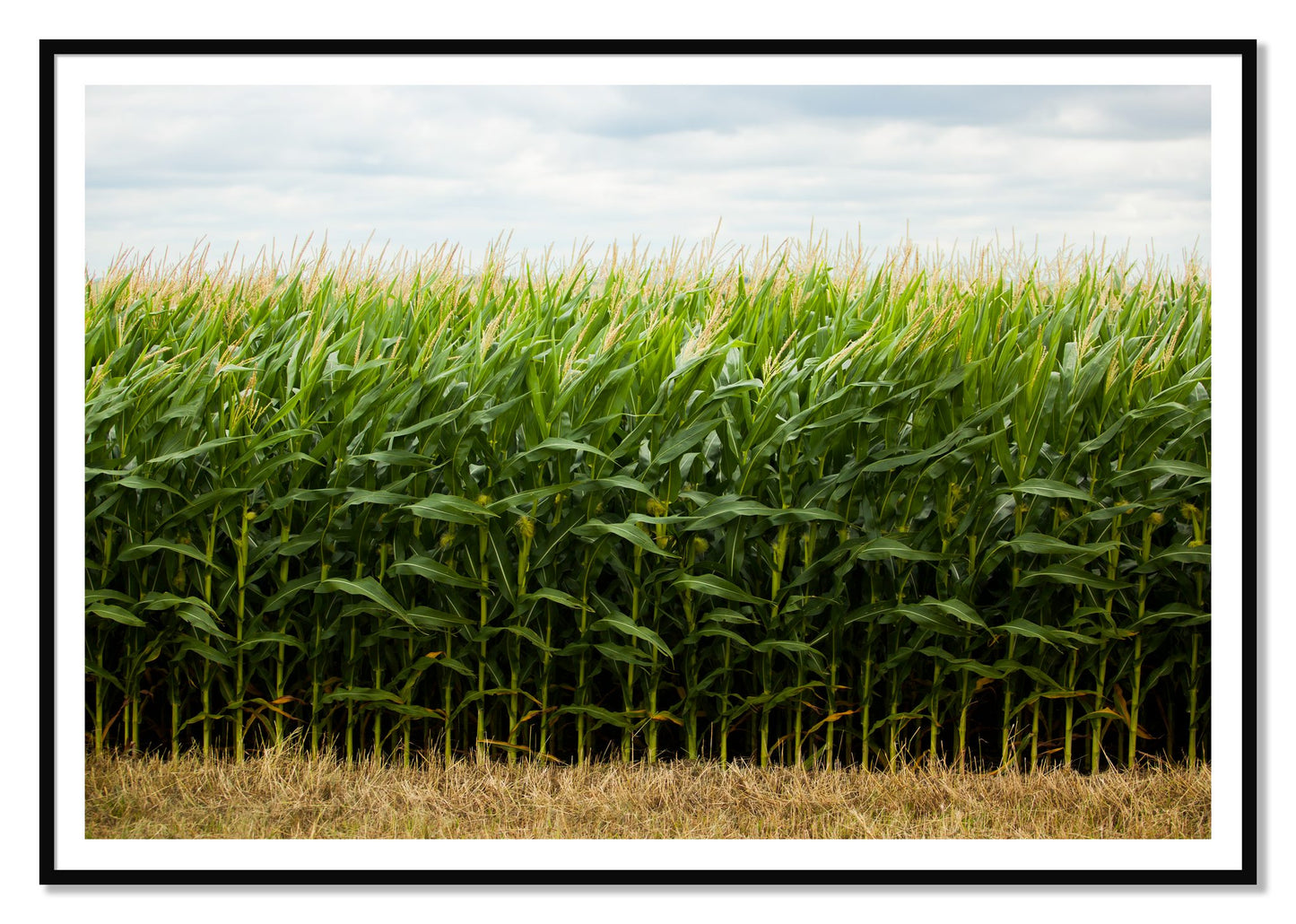 Corn Crop by Dylan Ozanich, 48×72 print with a White Border in a Black frame