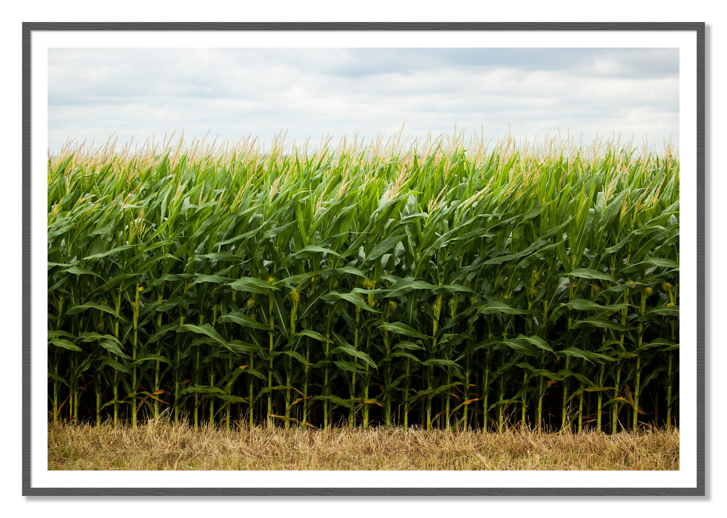 Corn Crop by Dylan Ozanich, 48×72 print with a White Border in a Grey frame
