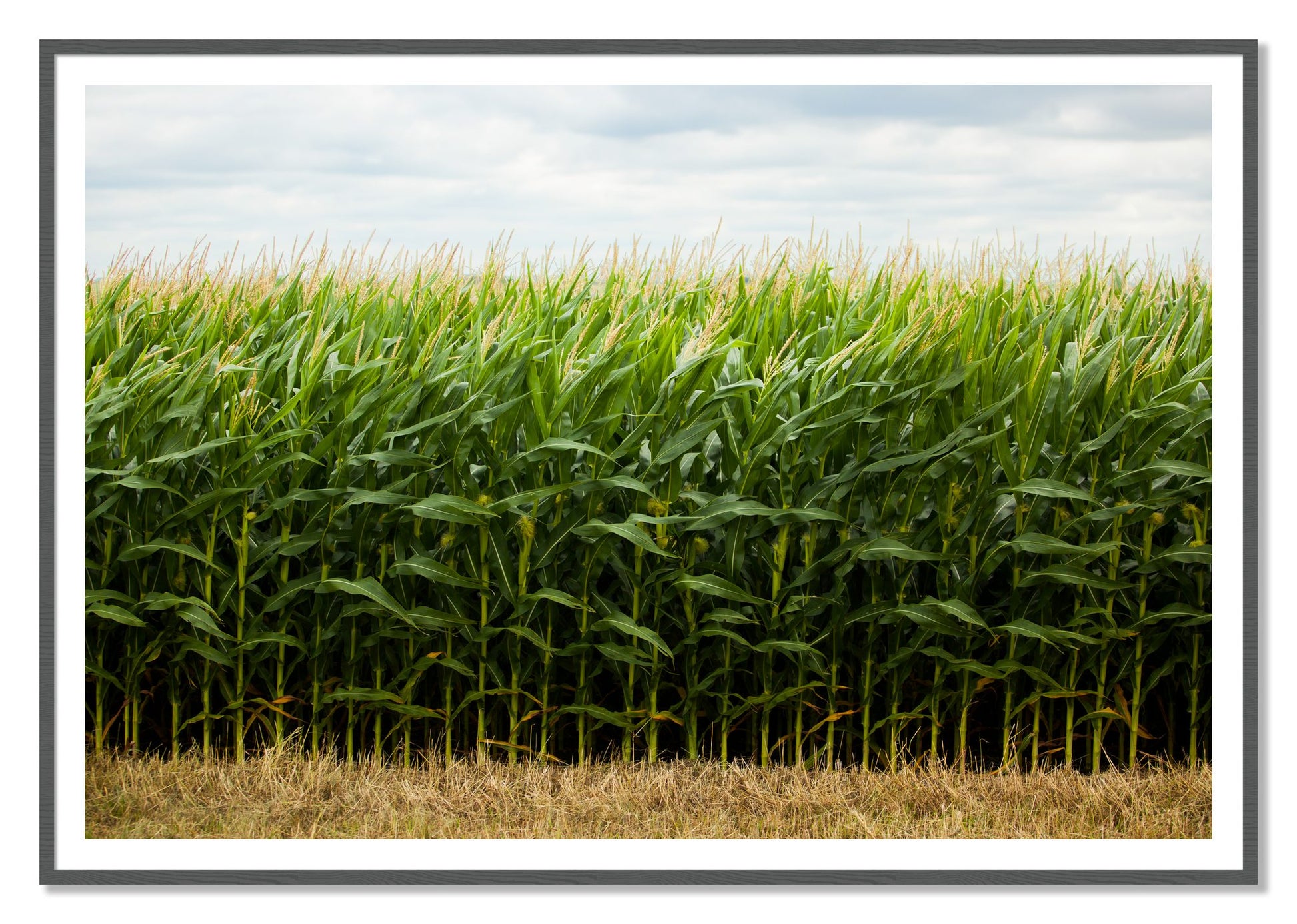 Corn Crop by Dylan Ozanich, 48×72 print with a White Border in a Grey frame
