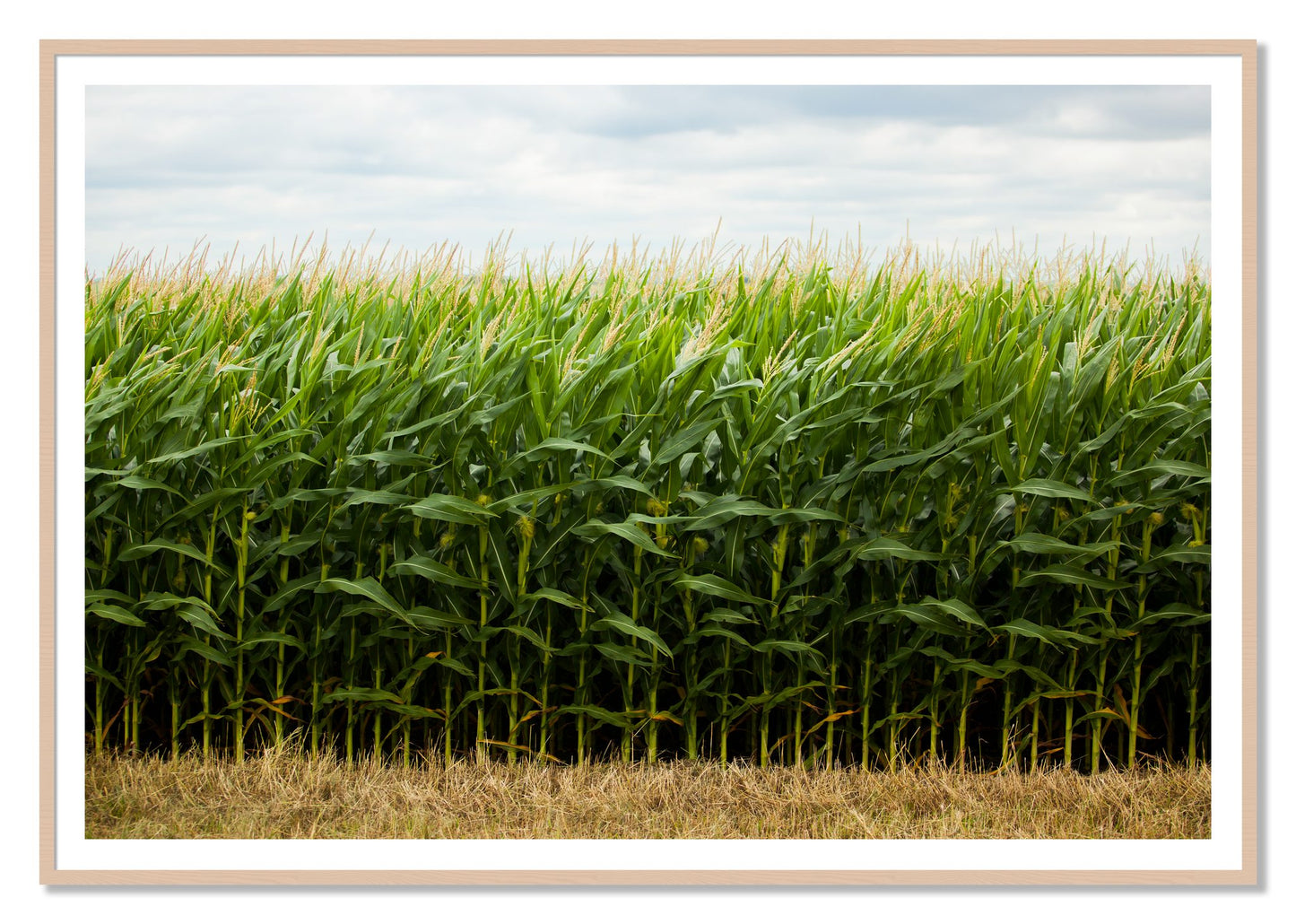 Corn Crop by Dylan Ozanich, 48×72 print with a White Border in a Maple frame
