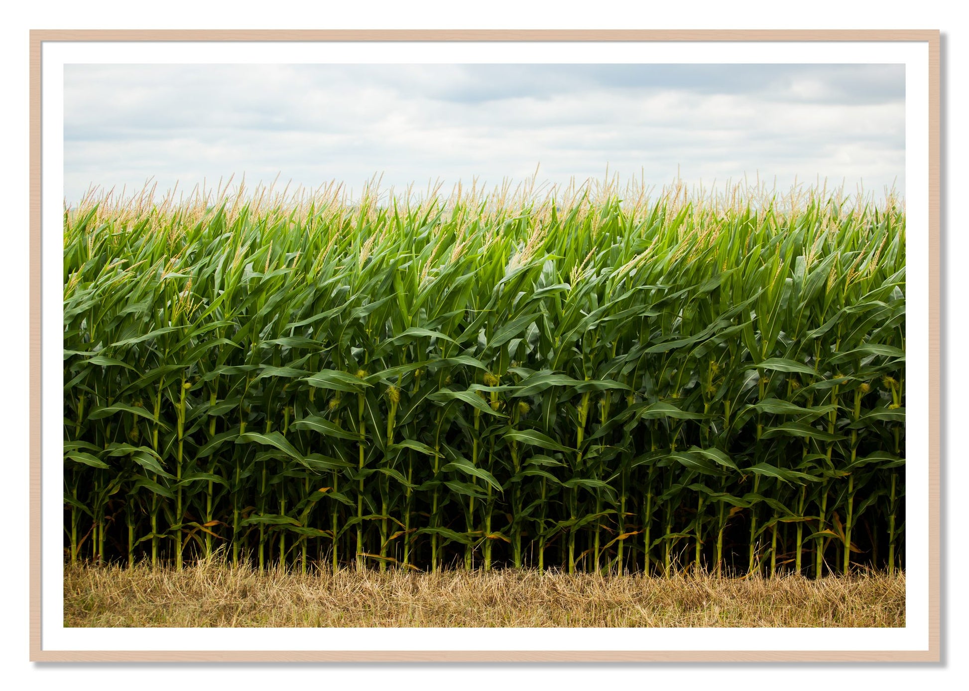 Corn Crop by Dylan Ozanich, 48×72 print with a White Border in a Maple frame
