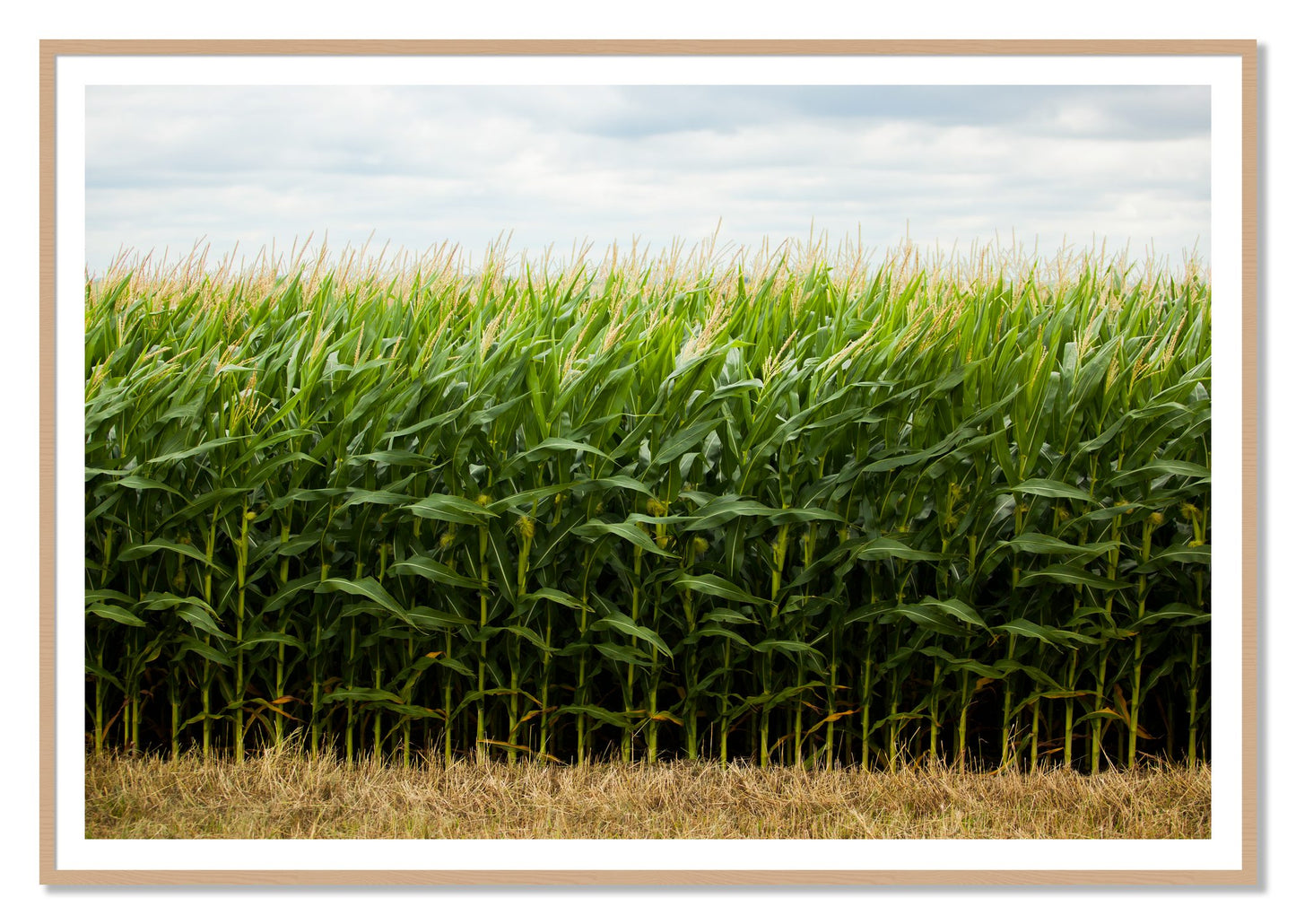 Corn Crop by Dylan Ozanich, 48×72 print with a White Border in an Oak frame