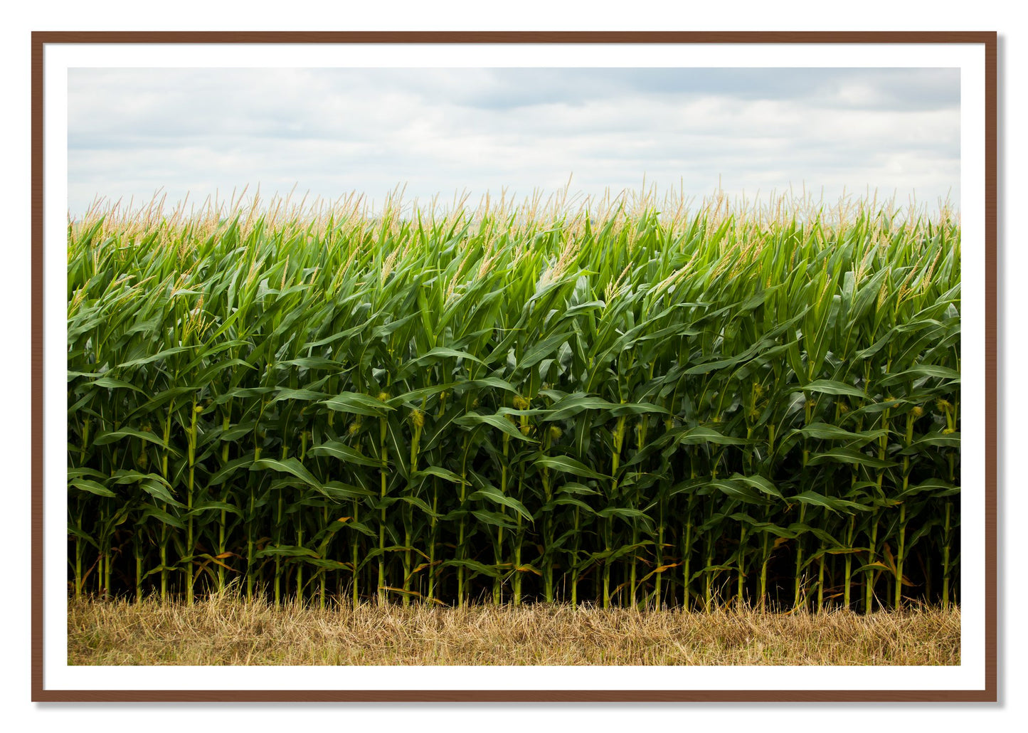 Corn Crop by Dylan Ozanich, 48×72 print with a White Border in a Walnut frame